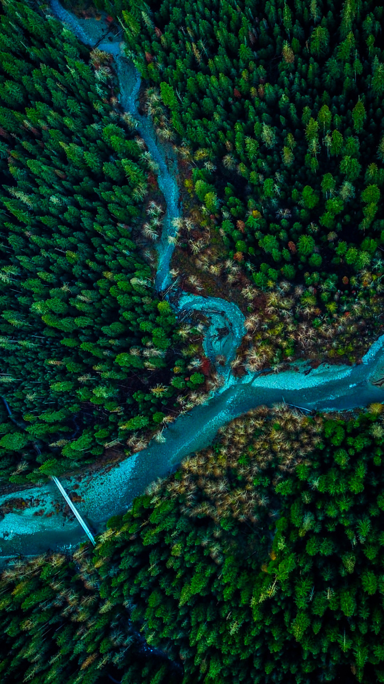 Vegetation, Green, Underwater, Leaf, Water. Wallpaper in 750x1334 Resolution