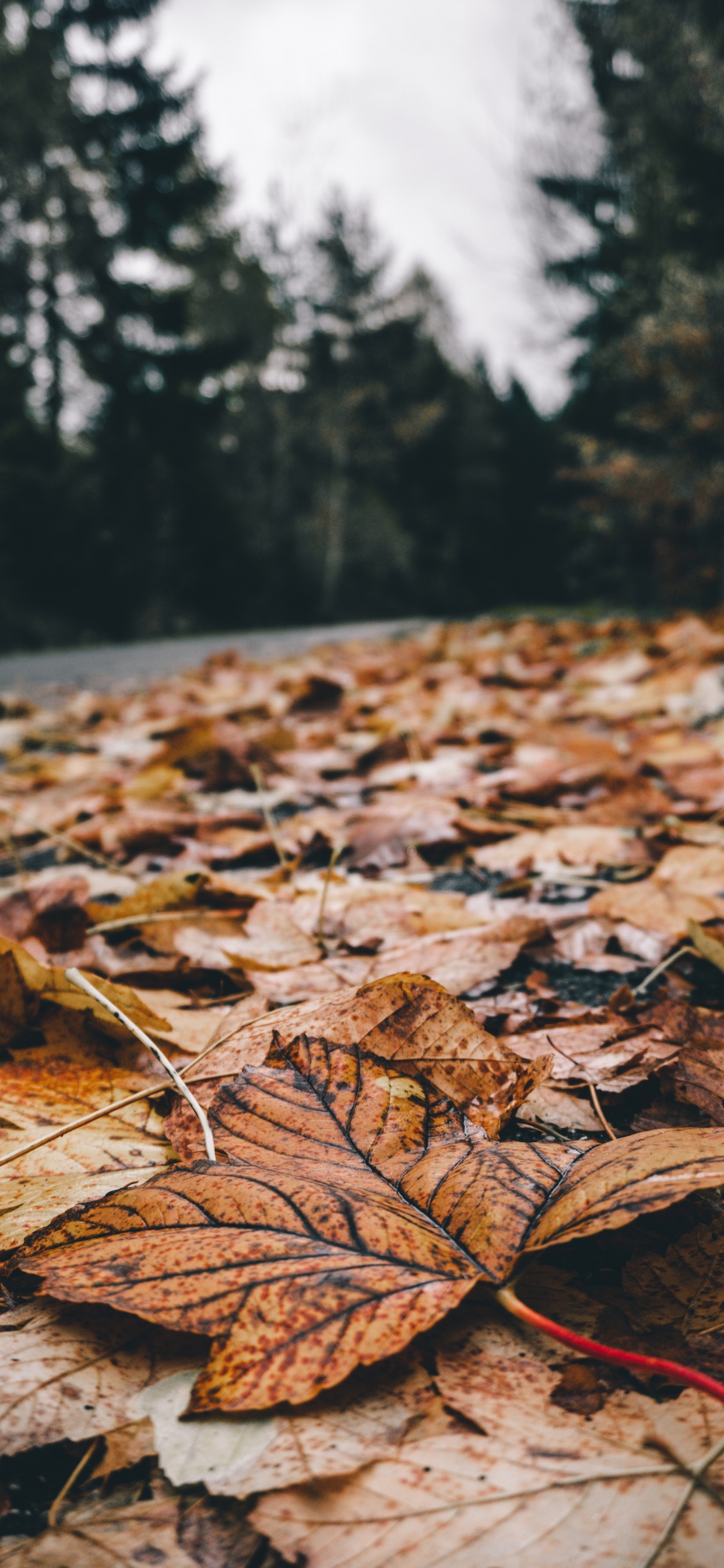 Blatt, Natur, Baum, Naturlandschaft, Natürlichen Umgebung. Wallpaper in 1242x2688 Resolution