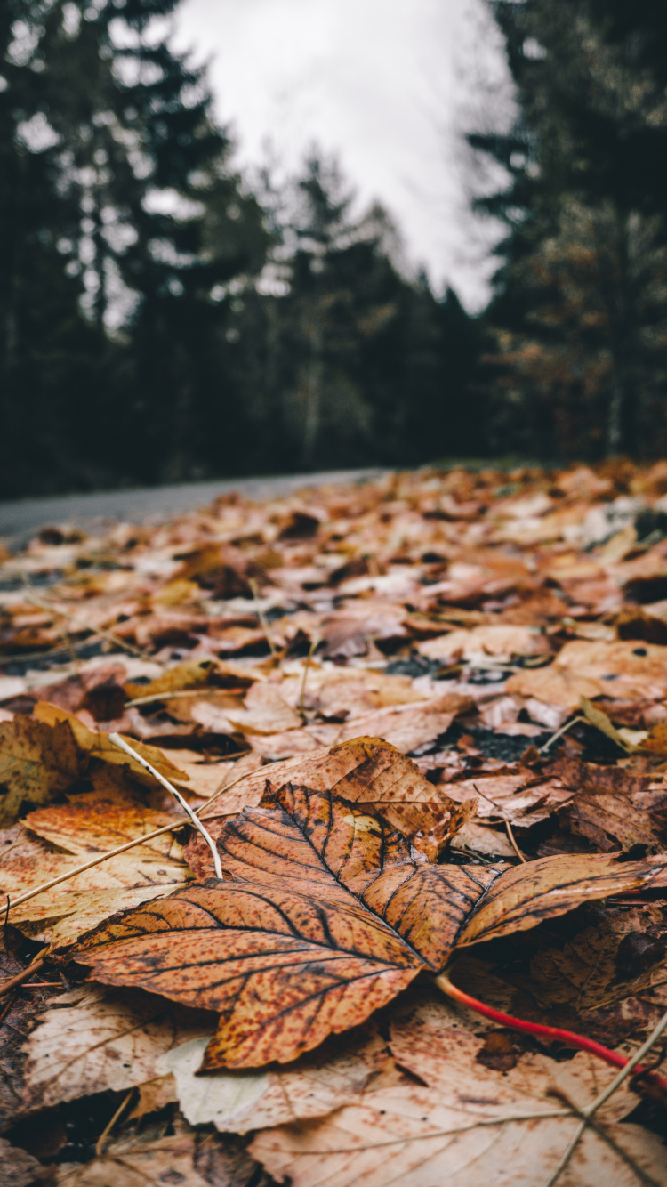 Blatt, Natur, Baum, Naturlandschaft, Natürlichen Umgebung. Wallpaper in 750x1334 Resolution