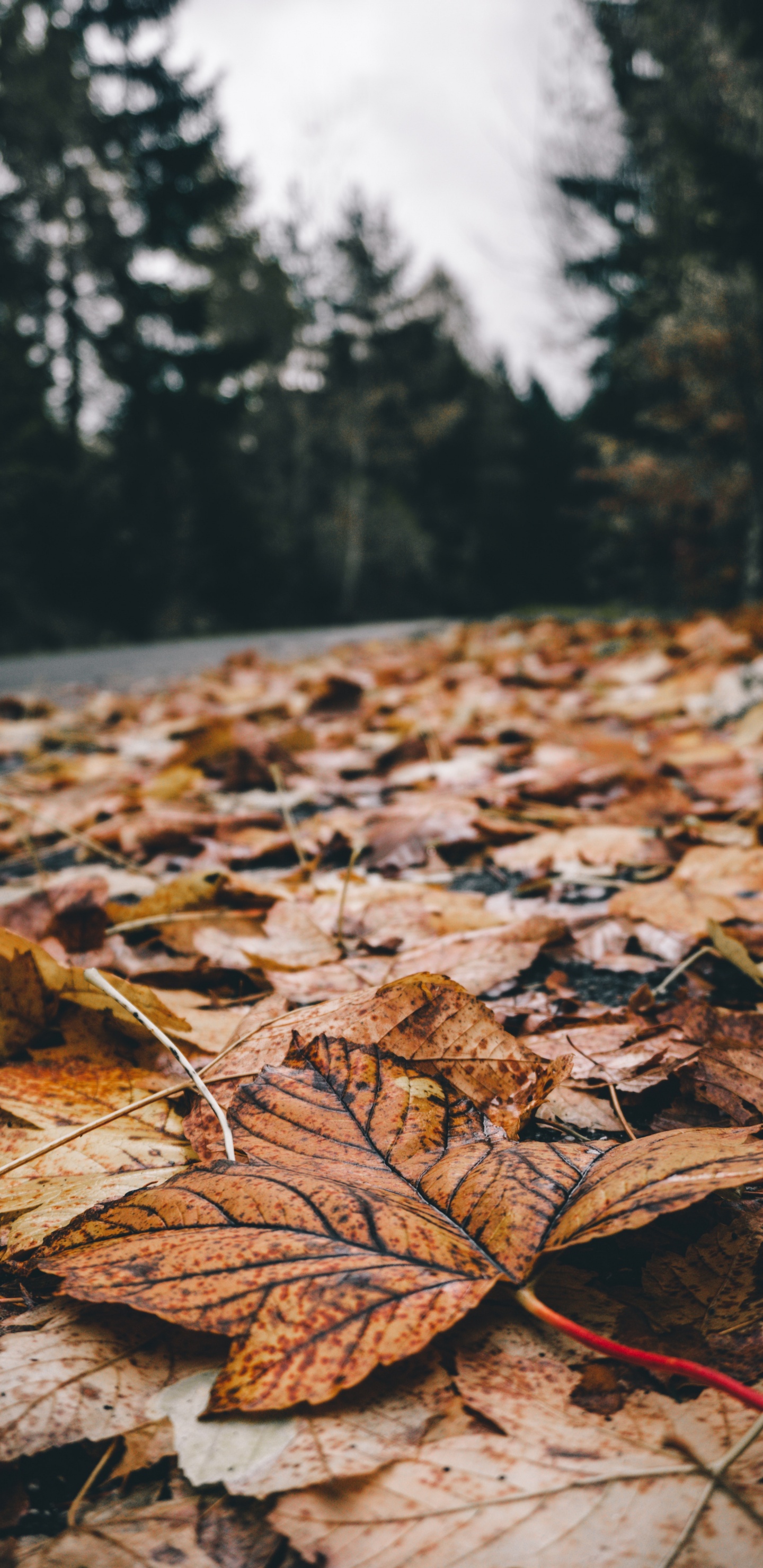 Leaf, Nature, Tree, Natural Landscape, Natural Environment. Wallpaper in 1440x2960 Resolution