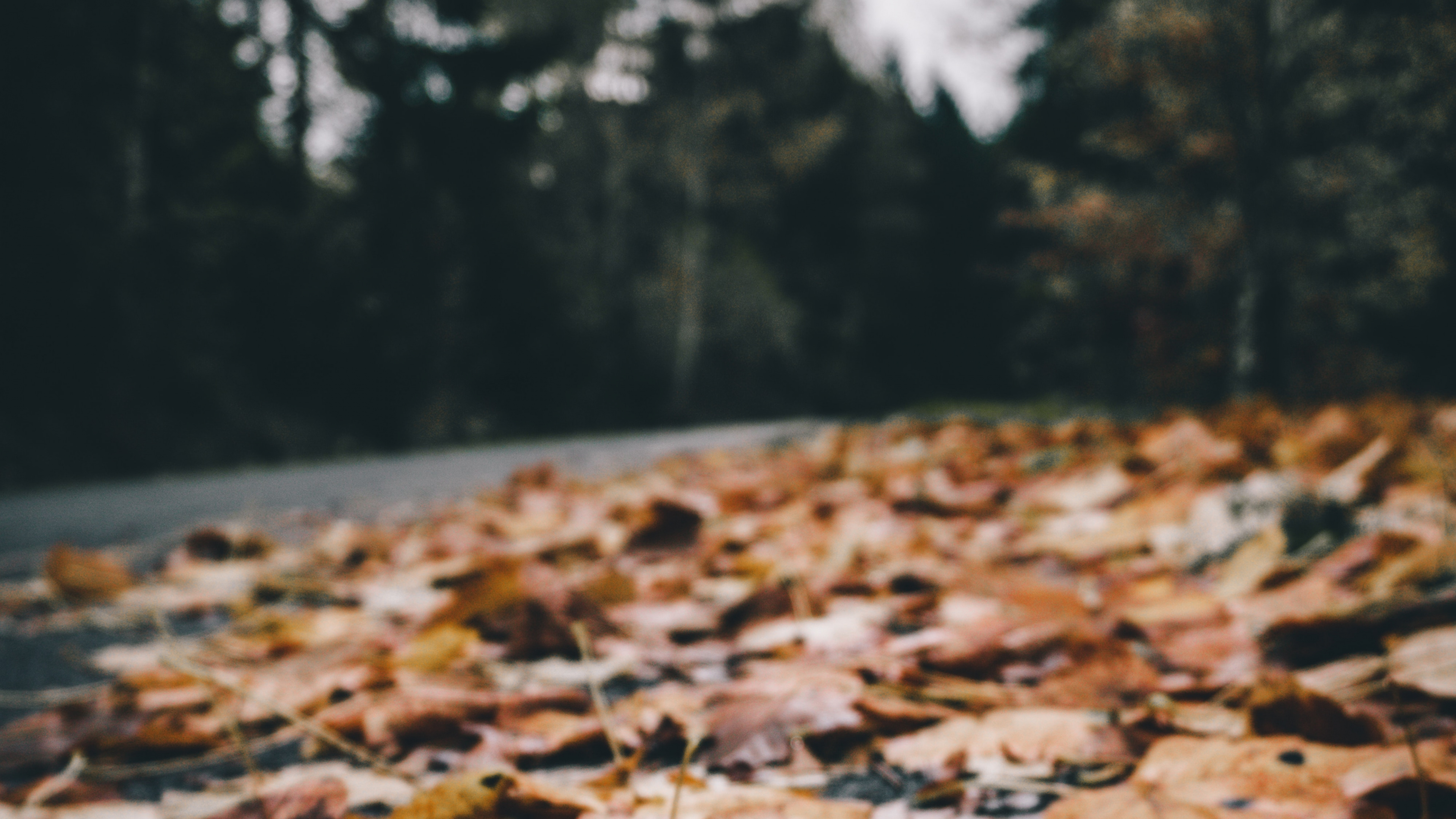 Leaf, Nature, Tree, Natural Landscape, Natural Environment. Wallpaper in 3840x2160 Resolution