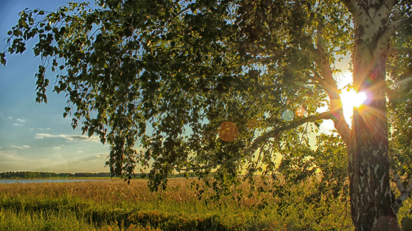 Árbol Verde y Marrón en el Campo de Hierba Verde Durante el Día. Wallpaper in 1366x768 Resolution