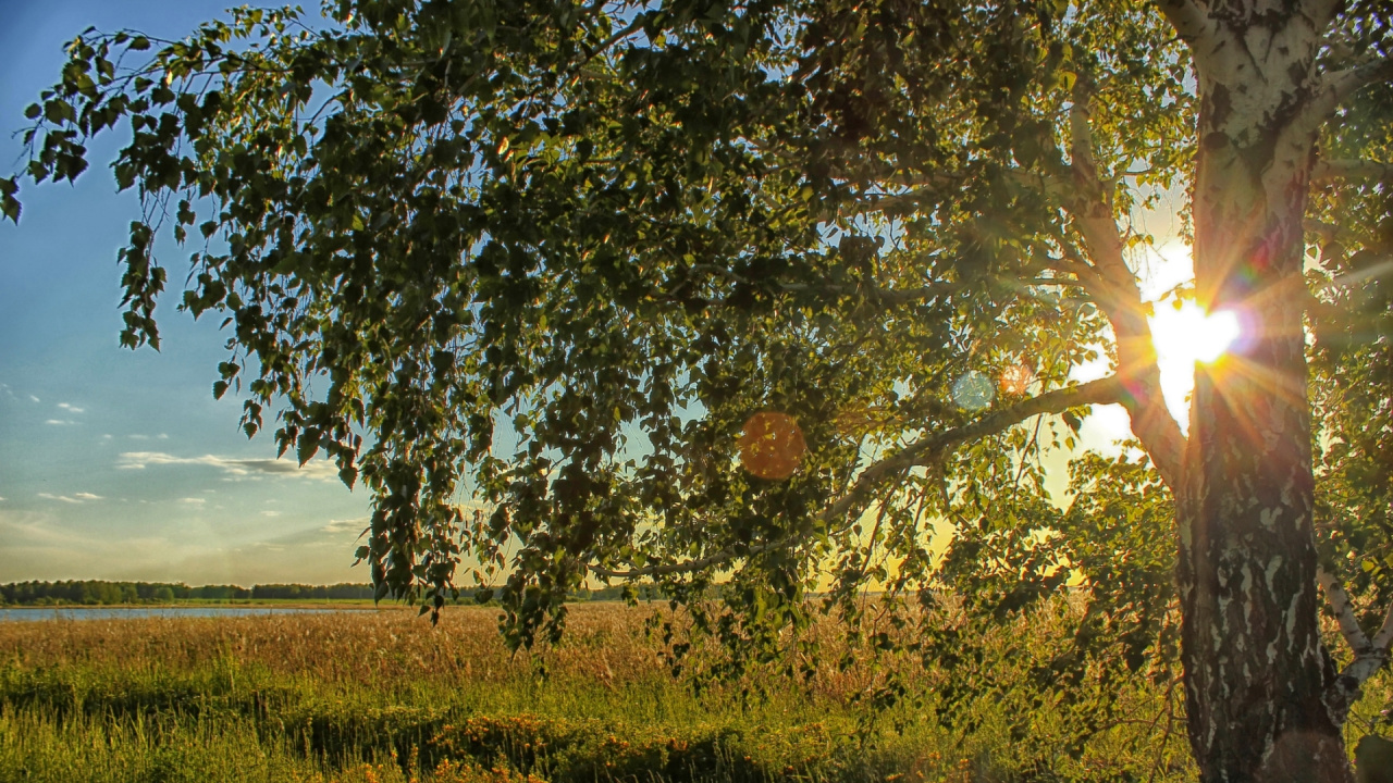 Green and Brown Tree on Green Grass Field During Daytime. Wallpaper in 1280x720 Resolution