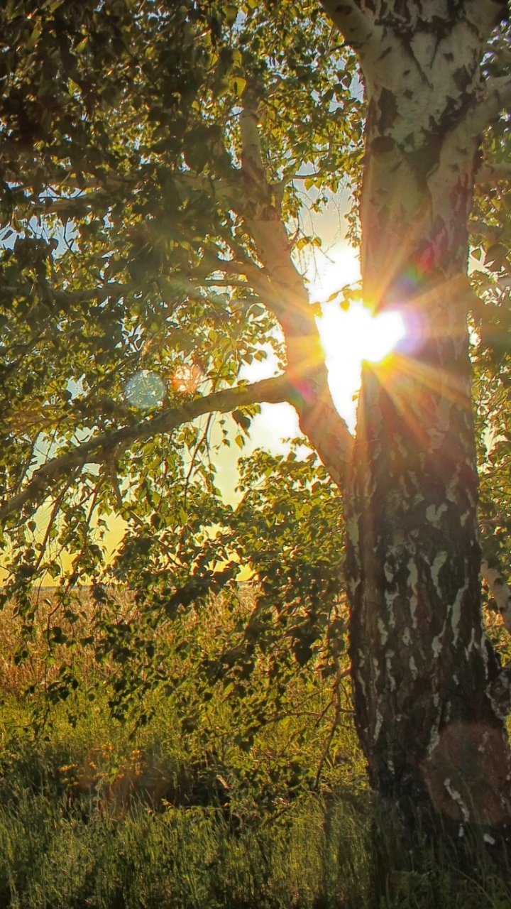 Green and Brown Tree on Green Grass Field During Daytime. Wallpaper in 720x1280 Resolution