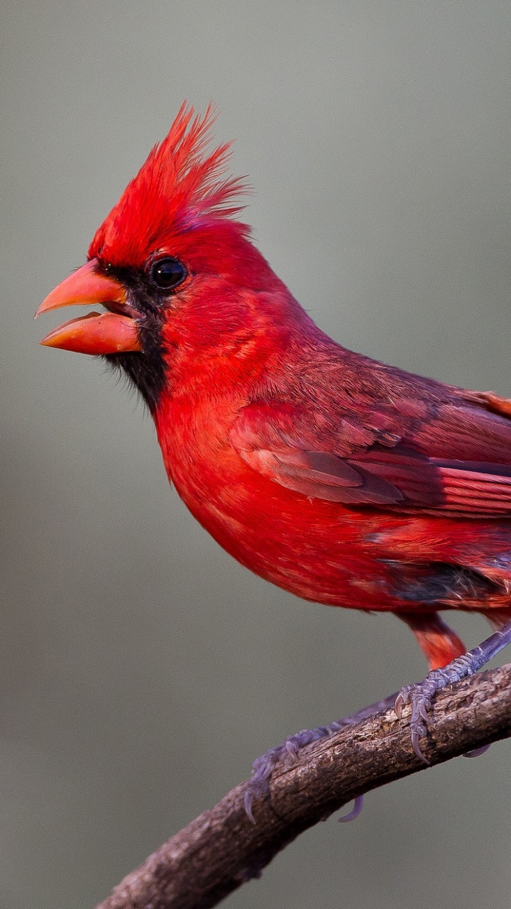 Roter Kardinal Thront Auf Braunem Ast. Wallpaper in 720x1280 Resolution