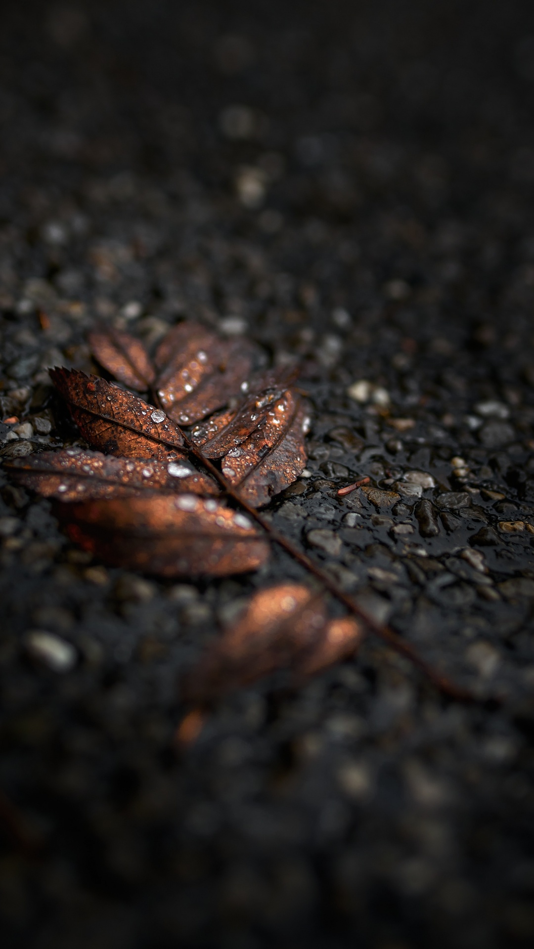 Noir, Feuille, Brown, Sol, Surface de la Route. Wallpaper in 1080x1920 Resolution