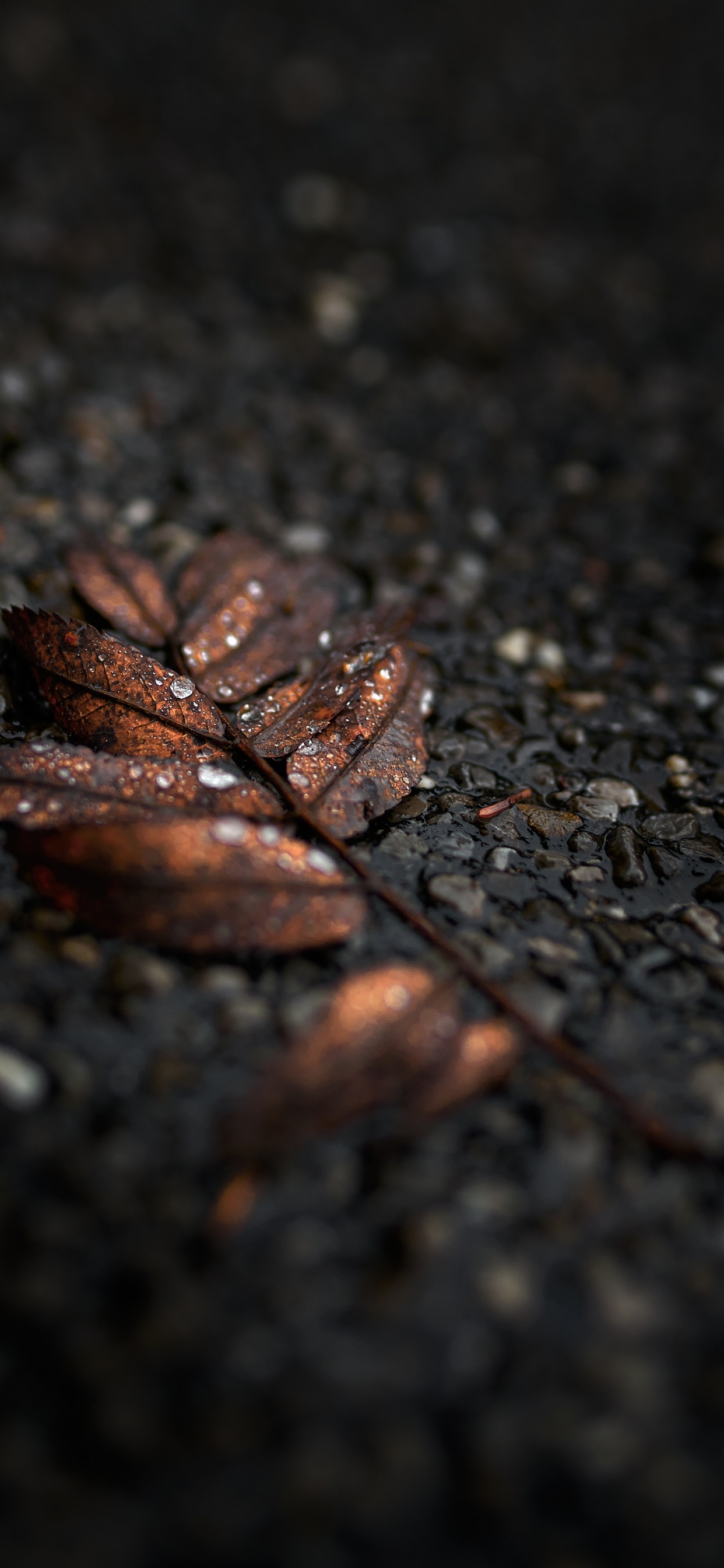 Noir, Feuille, Brown, Sol, Surface de la Route. Wallpaper in 1242x2688 Resolution