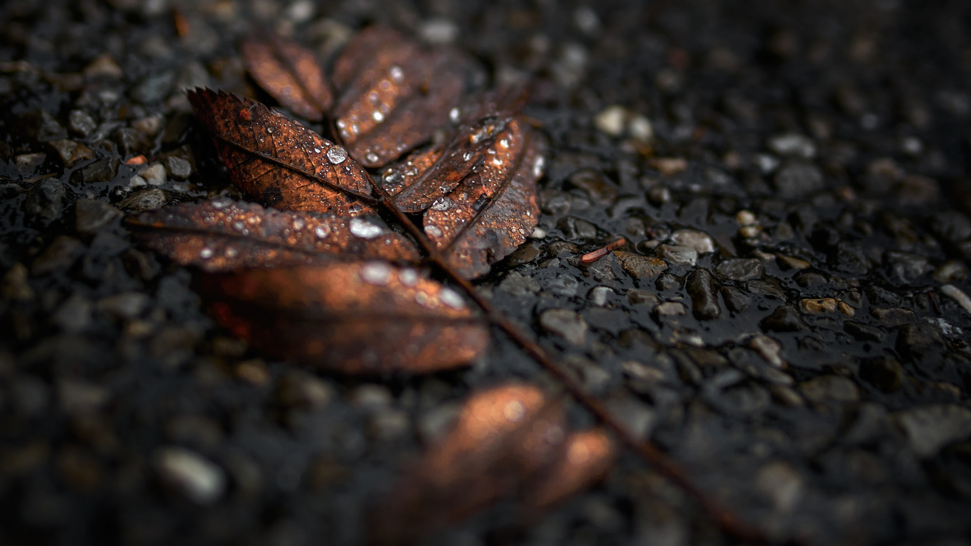 Noir, Feuille, Brown, Sol, Surface de la Route. Wallpaper in 1366x768 Resolution
