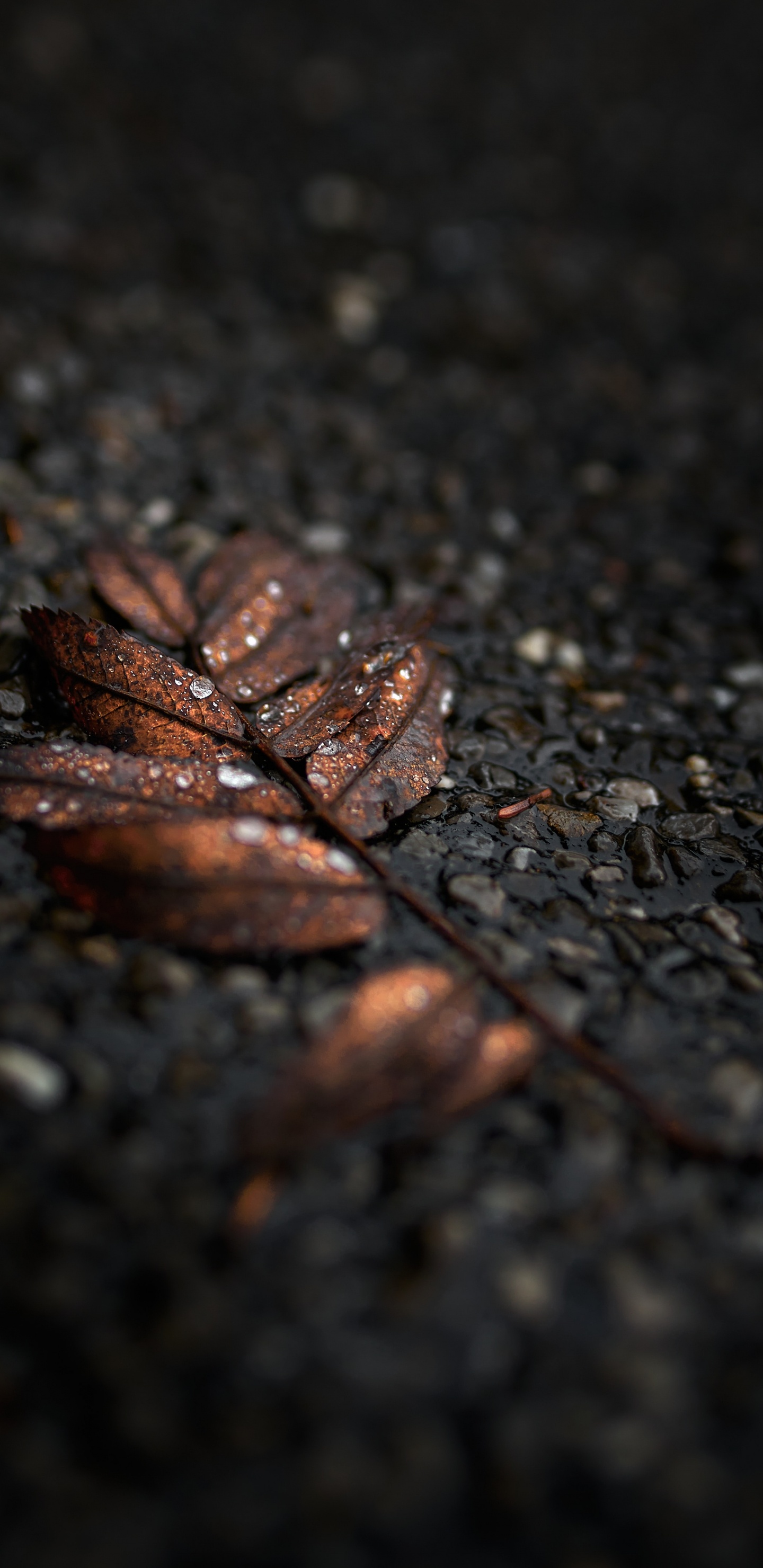 Noir, Feuille, Brown, Sol, Surface de la Route. Wallpaper in 1440x2960 Resolution