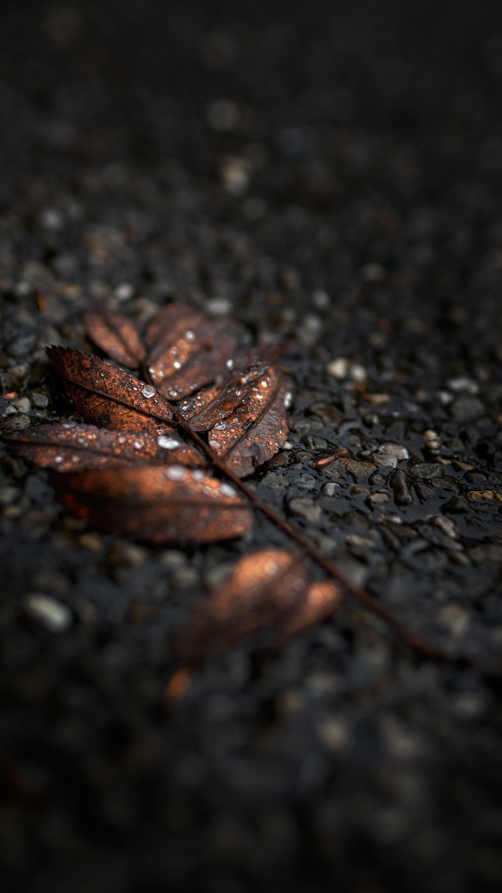 Noir, Feuille, Brown, Sol, Surface de la Route. Wallpaper in 720x1280 Resolution