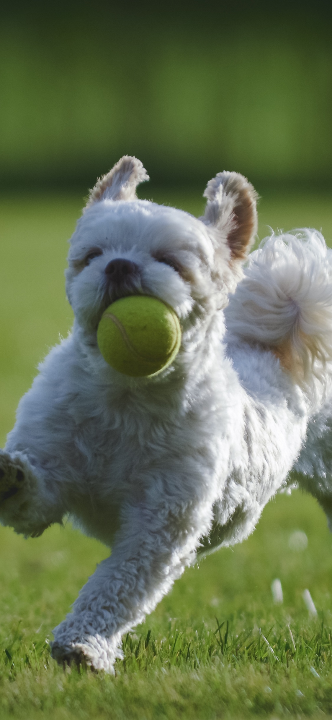 Shih Tzu, Puppy, Miniature Schnauzer, Dog Breed, Dog. Wallpaper in 1125x2436 Resolution