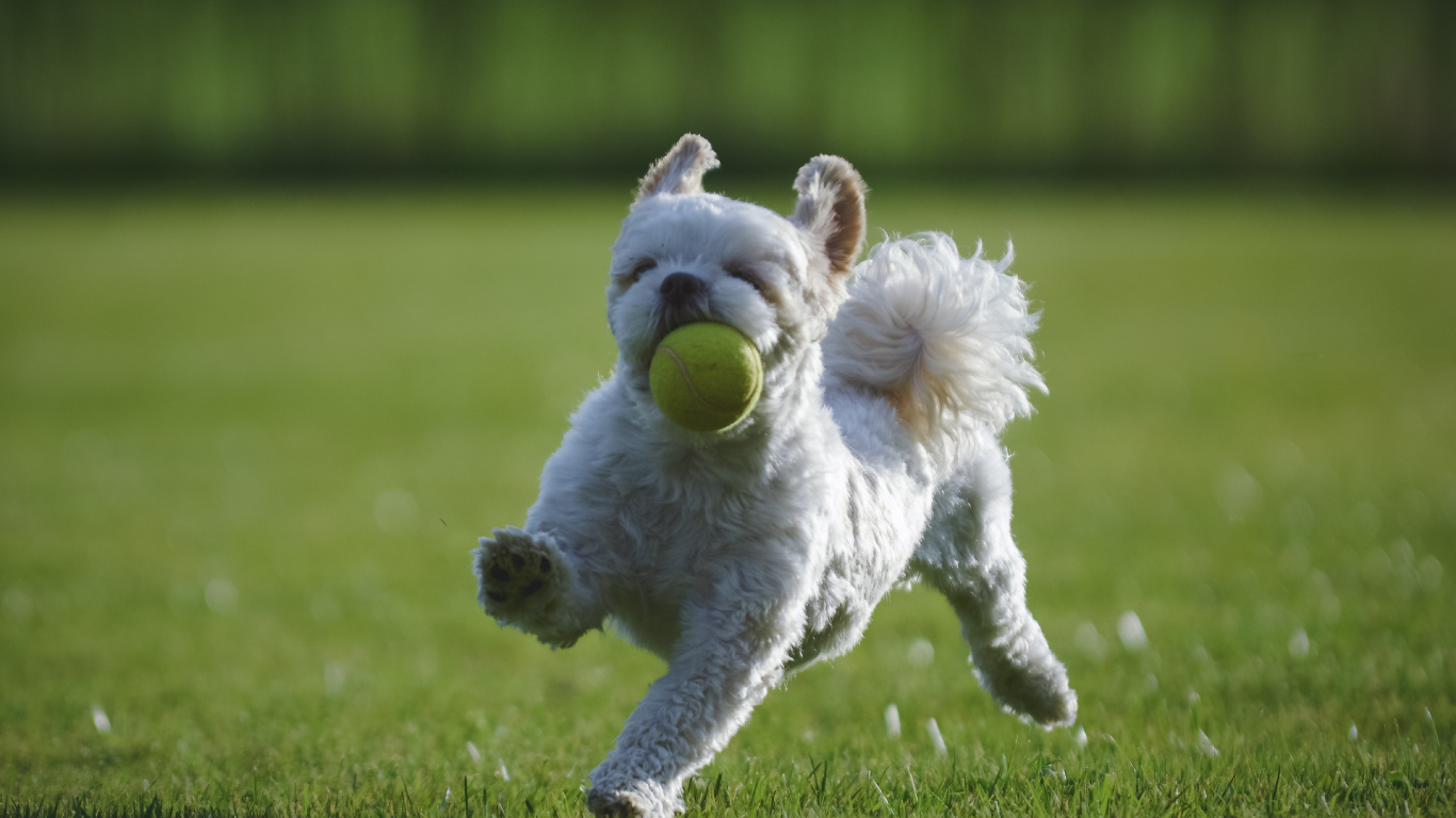 Shih Tzu, Puppy, Miniature Schnauzer, Dog Breed, Dog. Wallpaper in 1366x768 Resolution