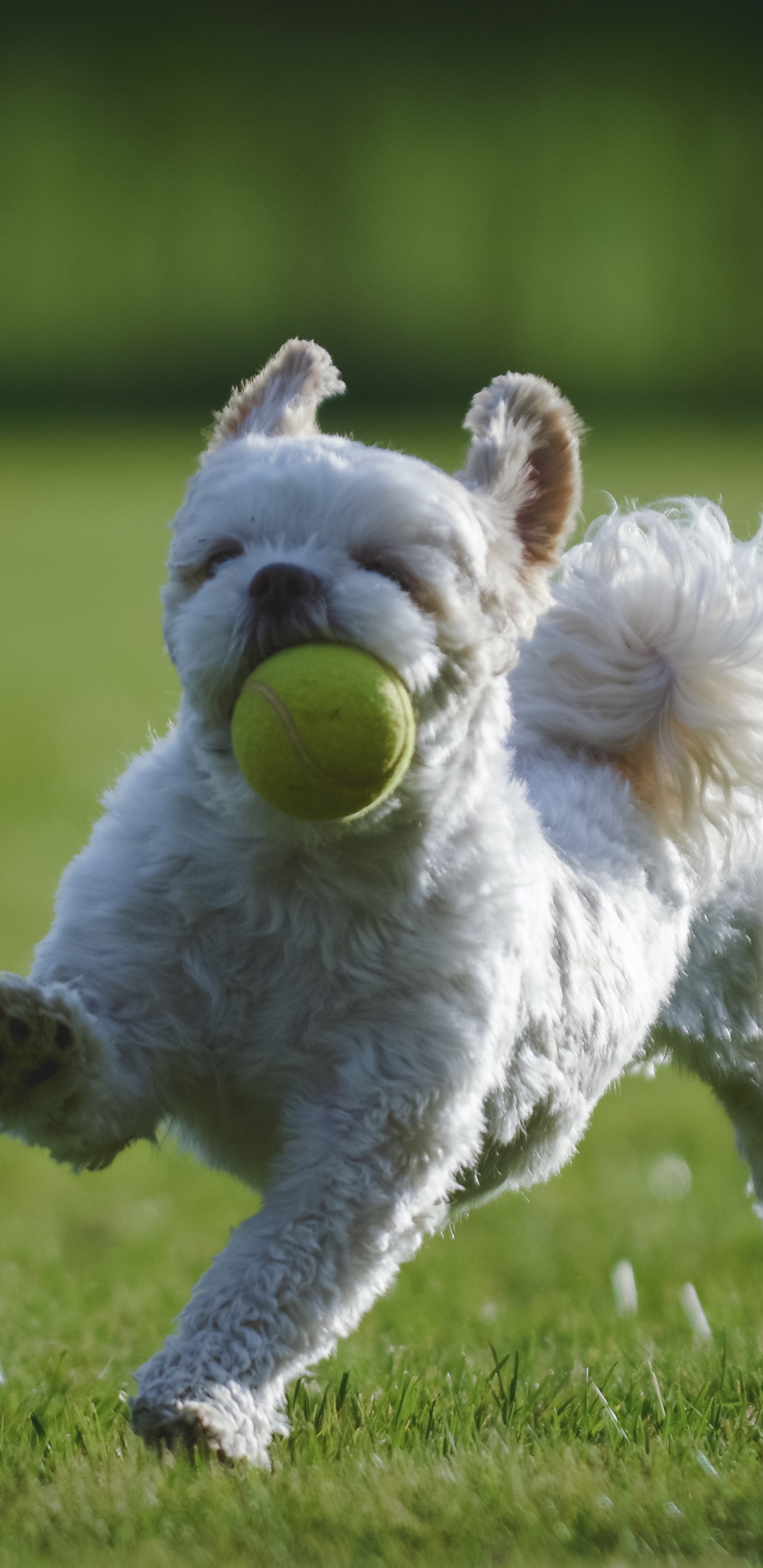 Shih Tzu, Cachorro, Schnauzer Miniatura, Raza de Perro, Perro. Wallpaper in 1440x2960 Resolution