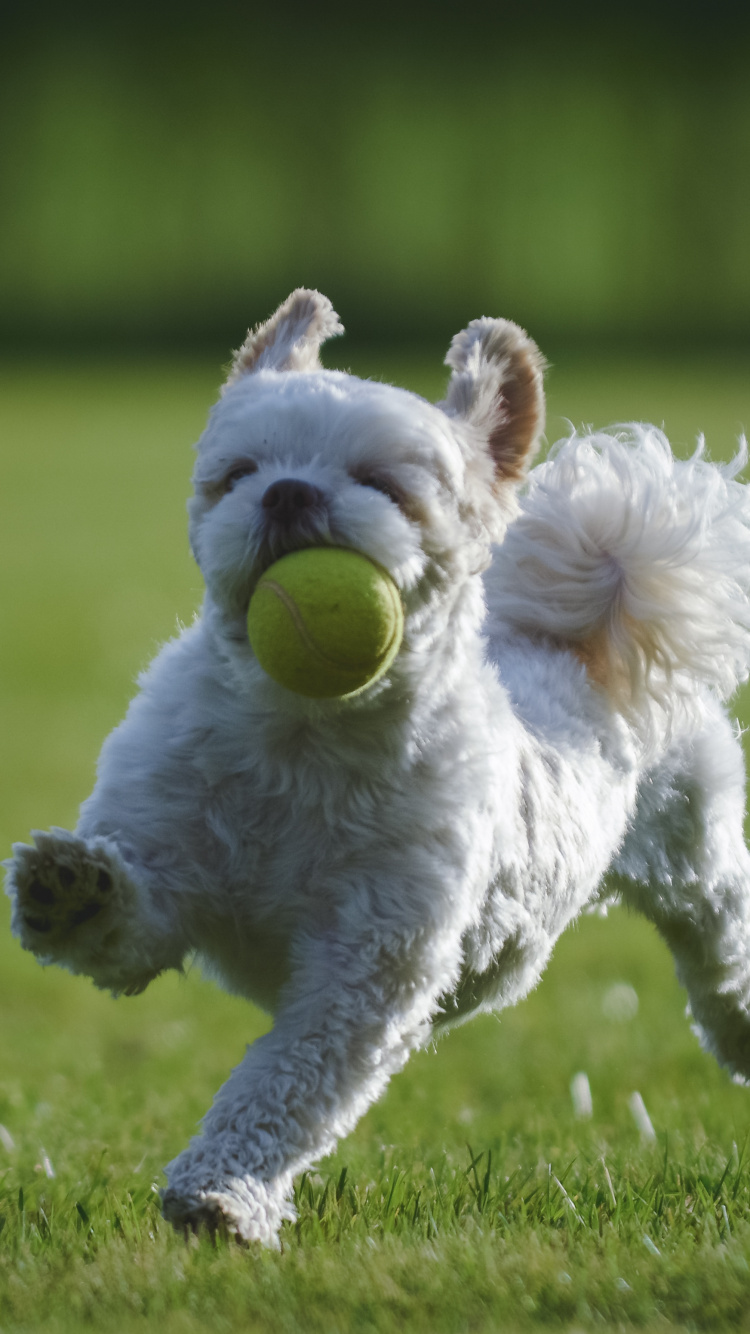 Shih Tzu, Cachorro, Schnauzer Miniatura, Raza de Perro, Perro. Wallpaper in 750x1334 Resolution