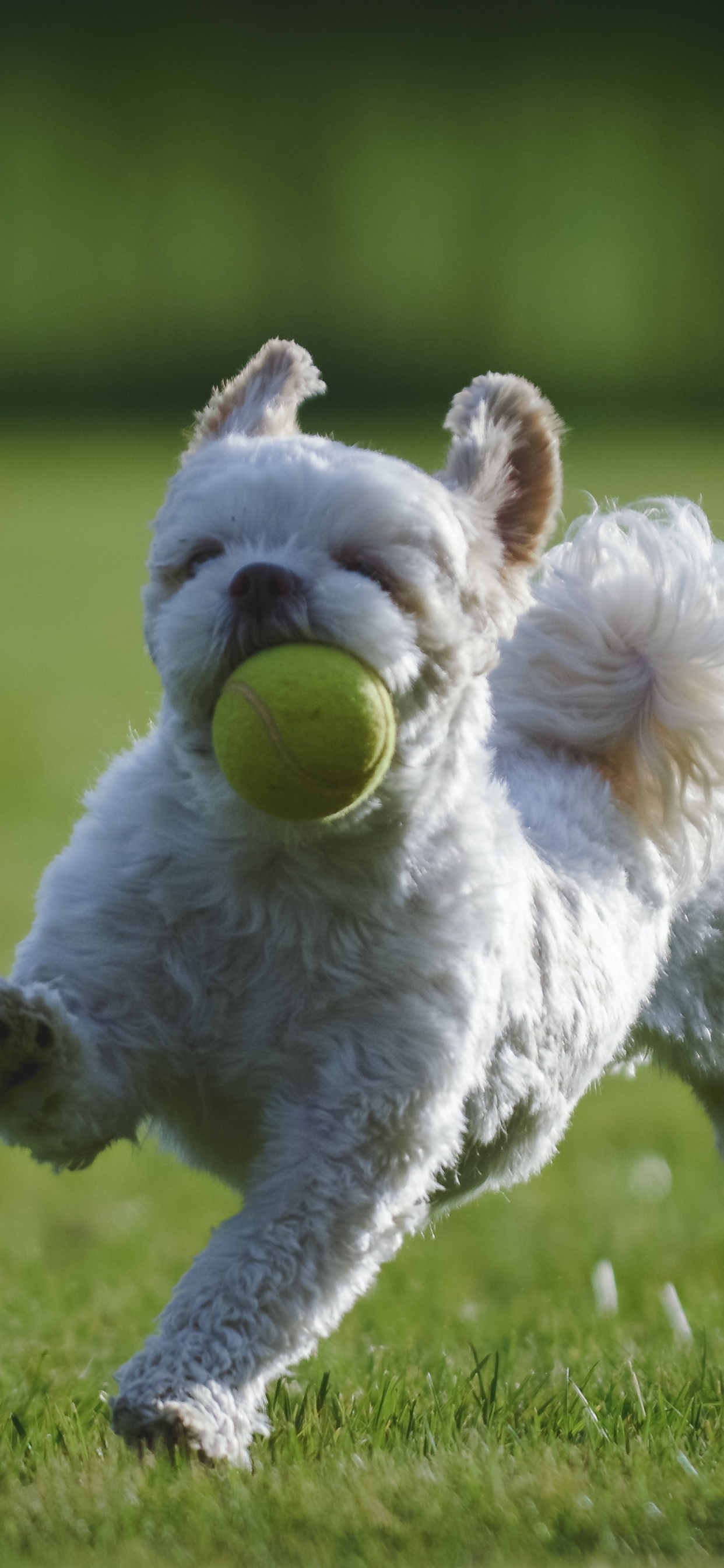 Shih Tzu, Chiot, Schnauzer Nain, Race de Chien, Chien. Wallpaper in 1242x2688 Resolution