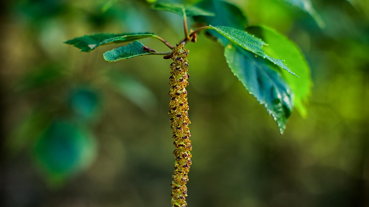 Brown Plant Stem in Tilt Shift Lens. Wallpaper in 1280x720 Resolution