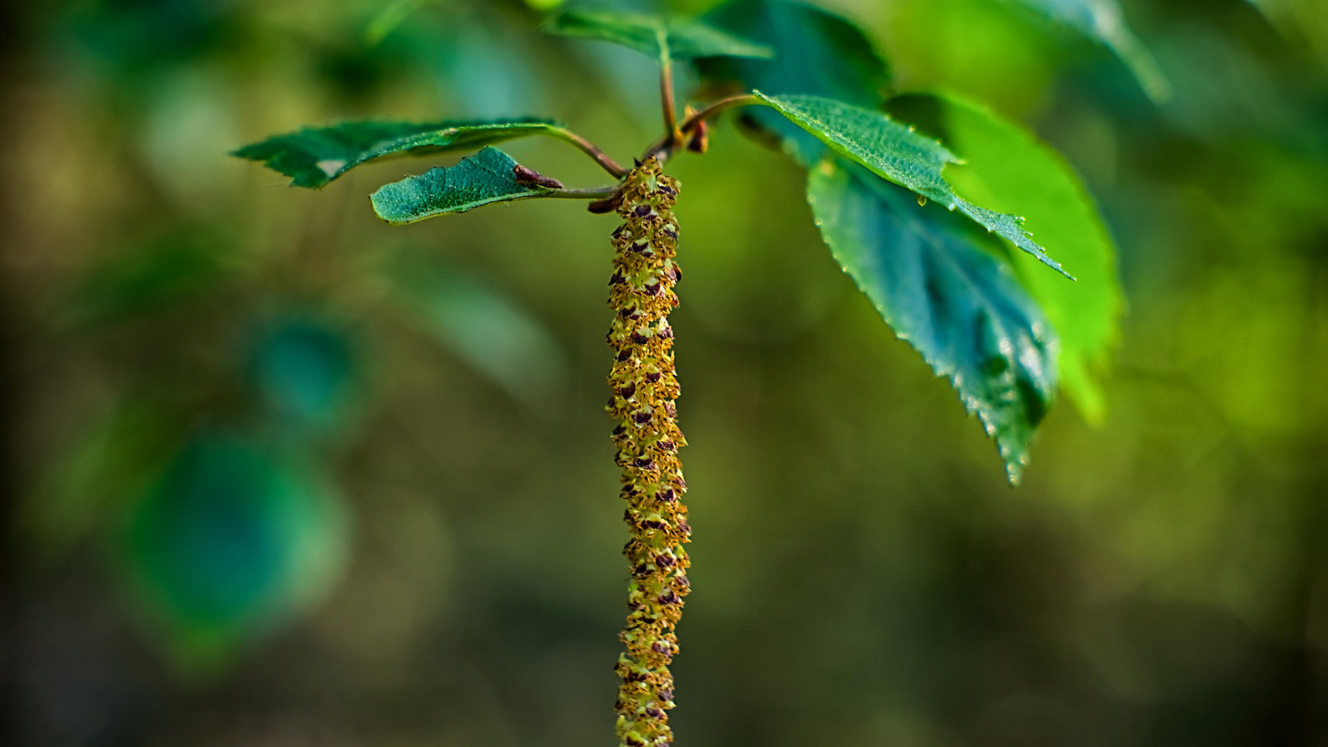 Brown Plant Stem in Tilt Shift Lens. Wallpaper in 1920x1080 Resolution