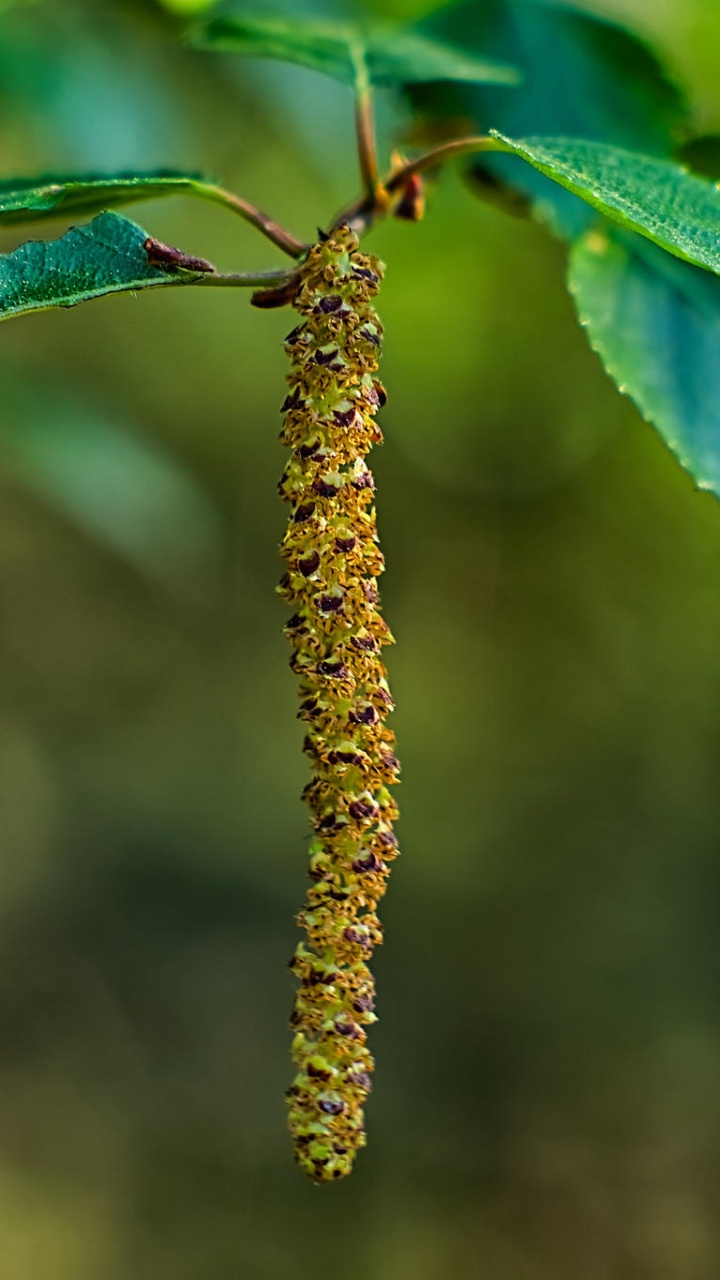 Brown Plant Stem in Tilt Shift Lens. Wallpaper in 720x1280 Resolution