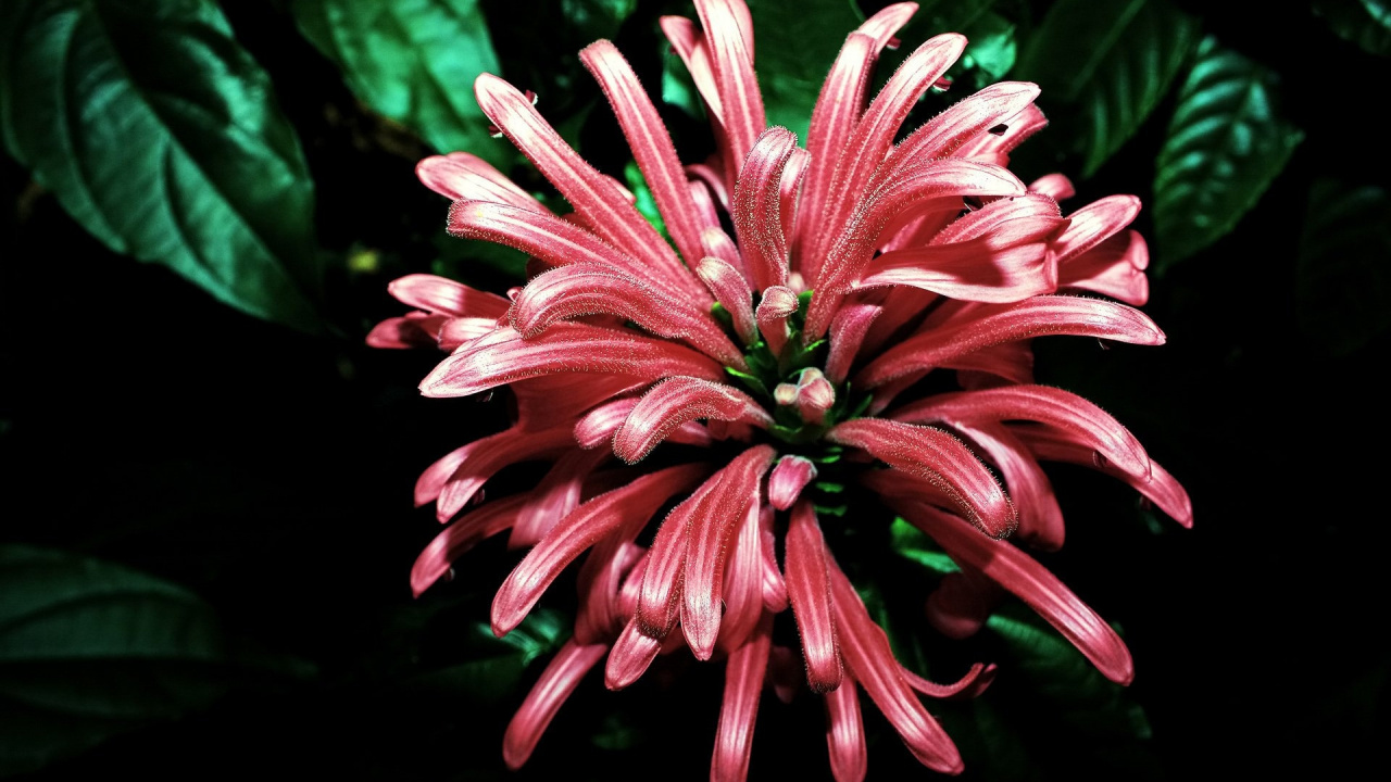 Pink Flower in Tilt Shift Lens. Wallpaper in 1280x720 Resolution