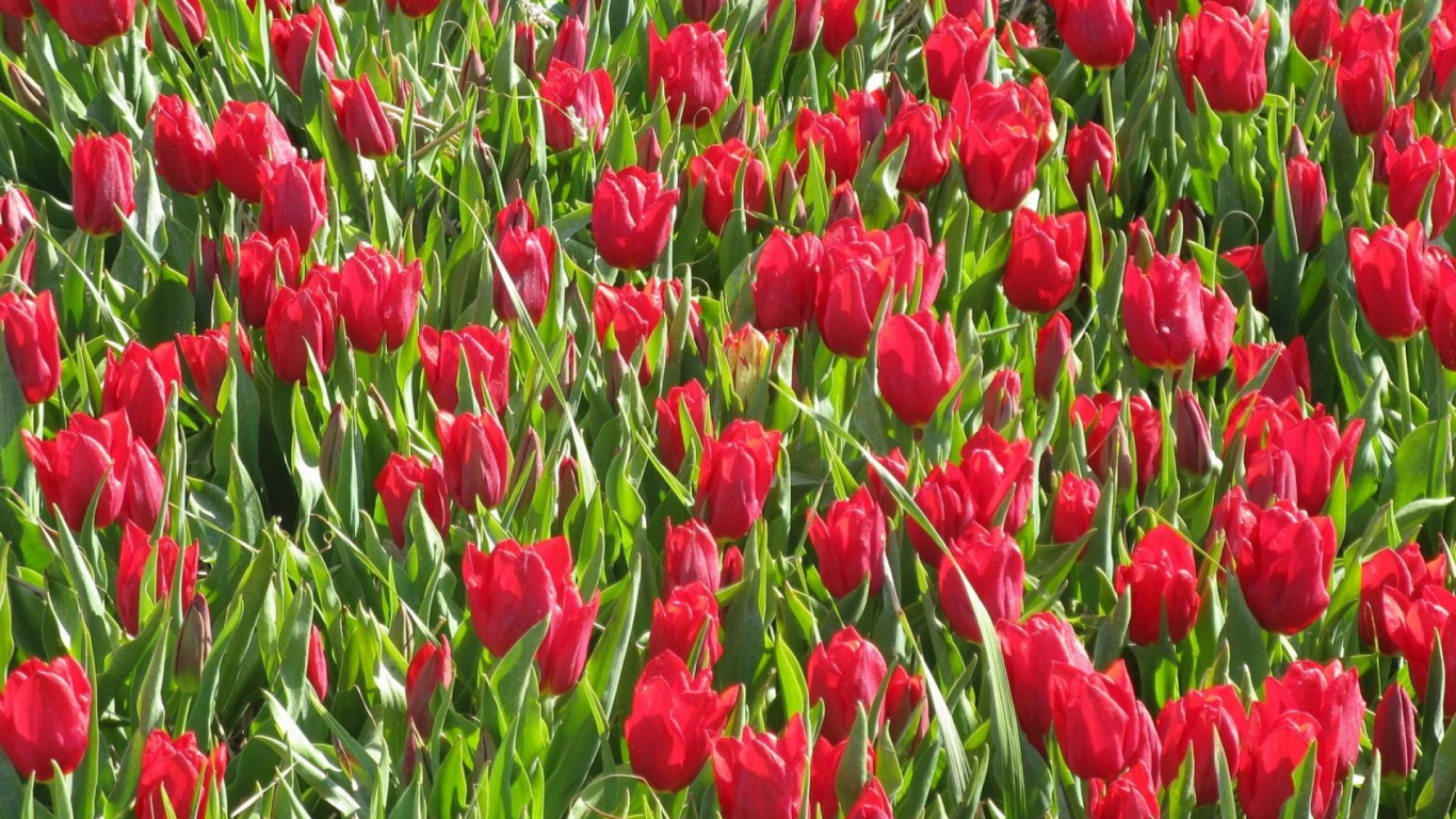 Red Tulips Field During Daytime. Wallpaper in 1366x768 Resolution