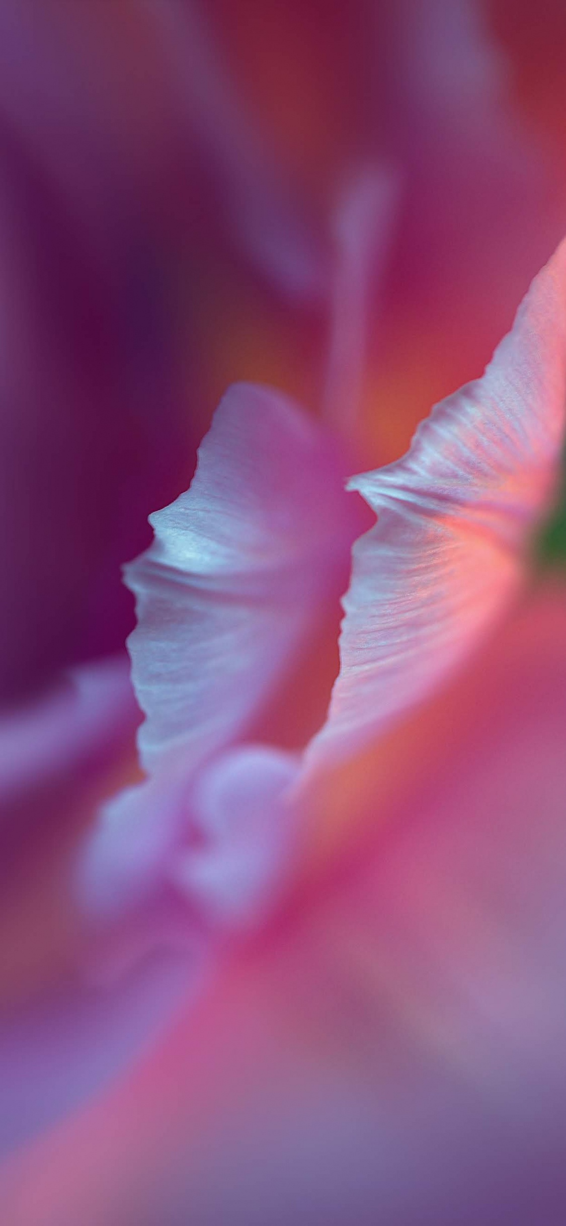 Huawei, Huawei P40 Pro, P40 Pro, Huawei P40, Huawei P30 Pro. Wallpaper in 1125x2436 Resolution