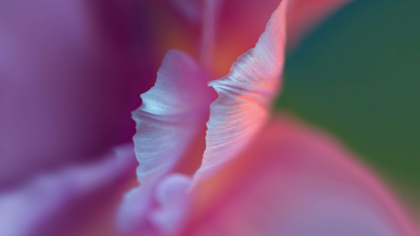 Huawei, Huawei P40 Pro, P40 Pro, Huawei P40, Huawei P30 Pro. Wallpaper in 1366x768 Resolution