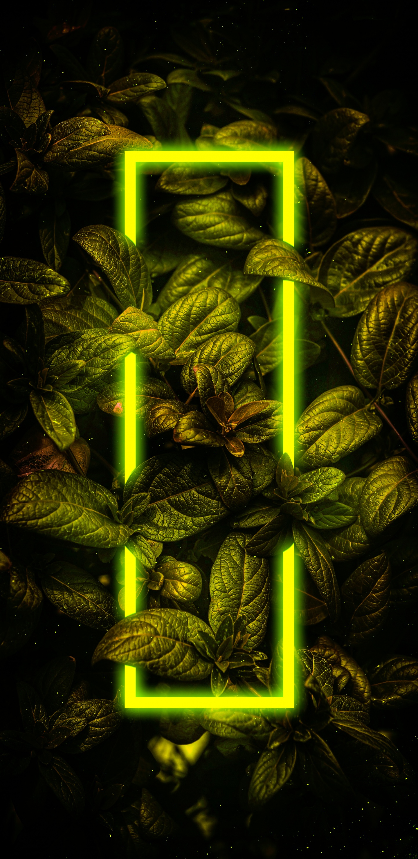 Terrestrial Plant, Grass, Plant, Art, Pattern. Wallpaper in 1440x2960 Resolution