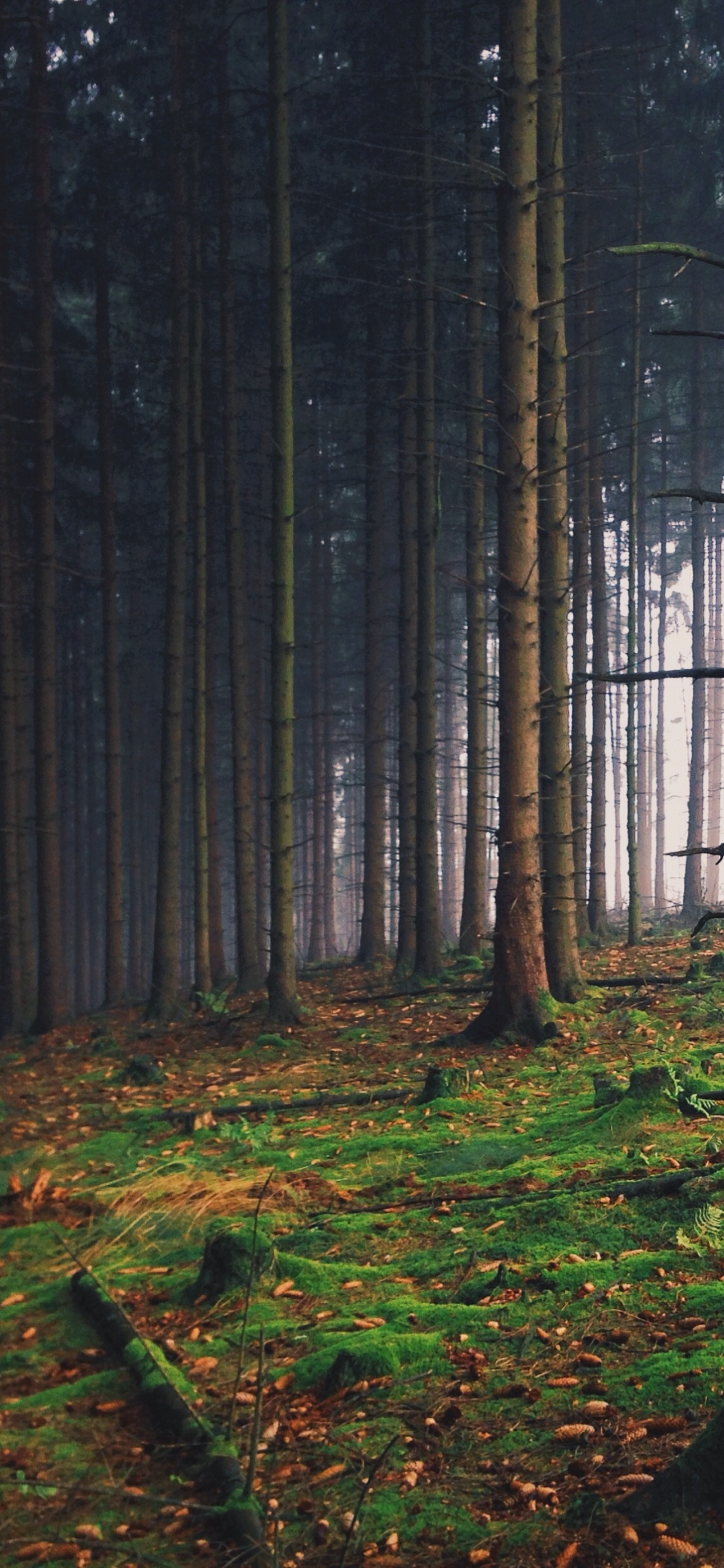 Brown Trees on Forest During Daytime. Wallpaper in 1125x2436 Resolution