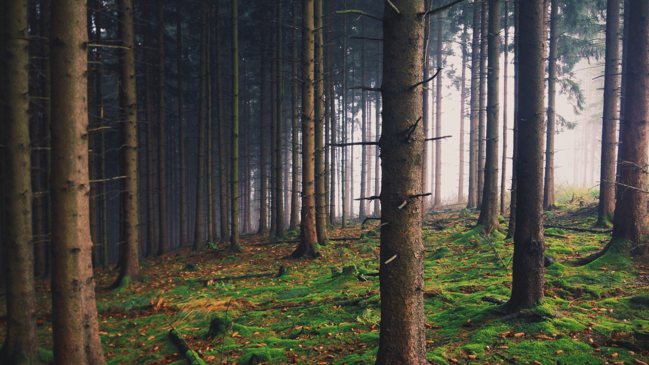 Brown Trees on Forest During Daytime. Wallpaper in 1280x720 Resolution