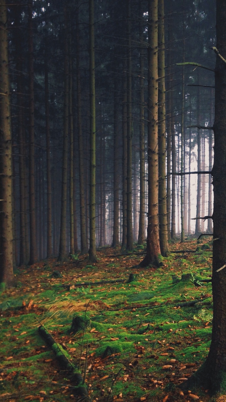 Brown Trees on Forest During Daytime. Wallpaper in 720x1280 Resolution