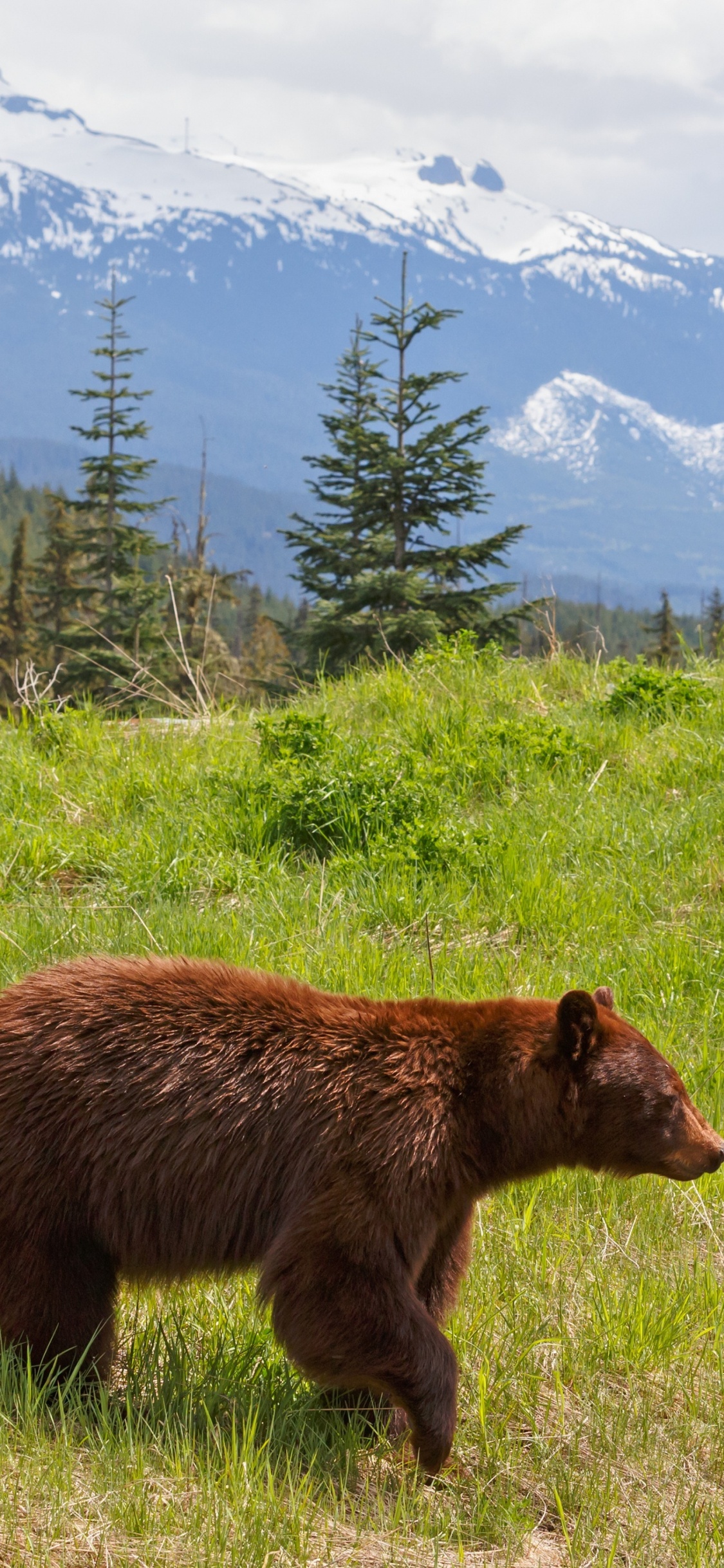 Brown Bear on Green Grass Field During Daytime. Wallpaper in 1125x2436 Resolution