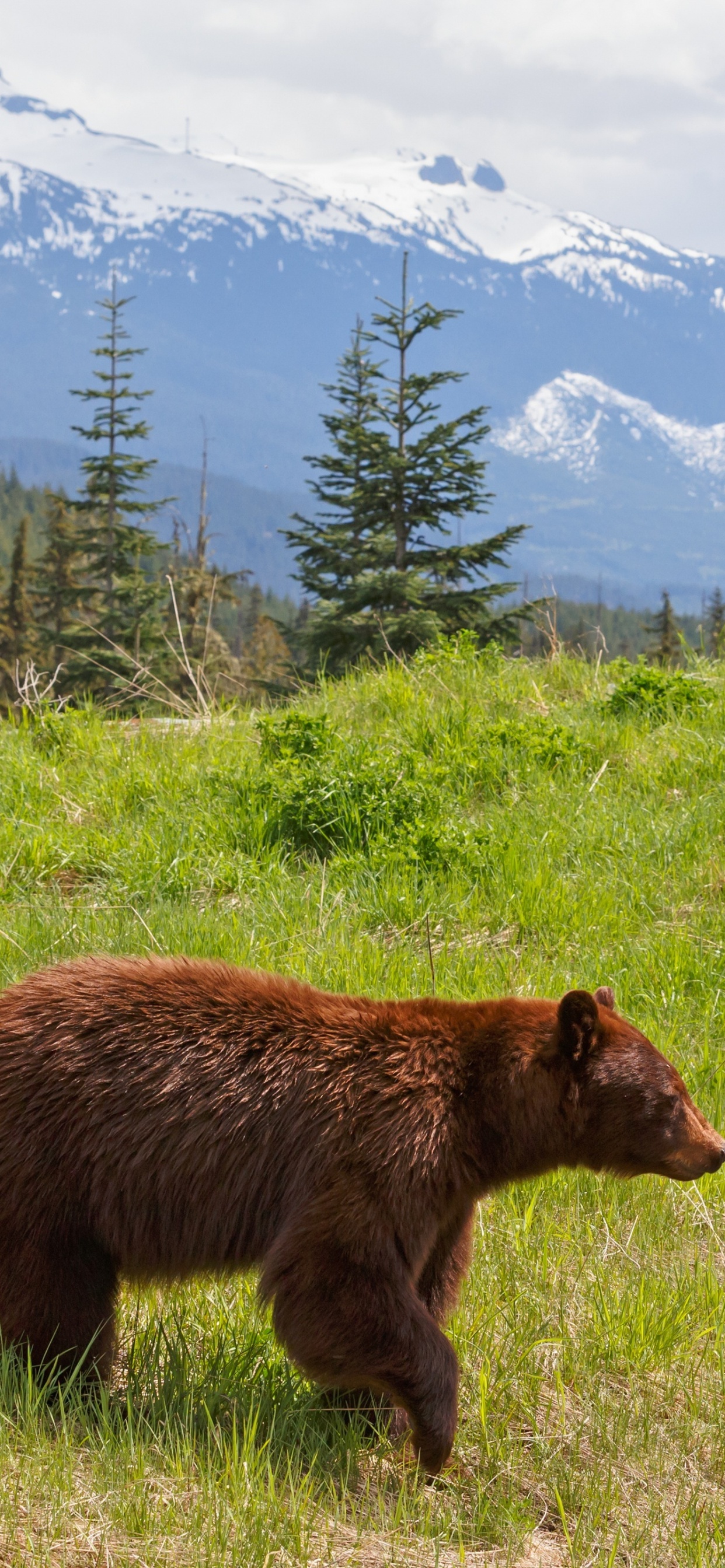 Brown Bear on Green Grass Field During Daytime. Wallpaper in 1242x2688 Resolution