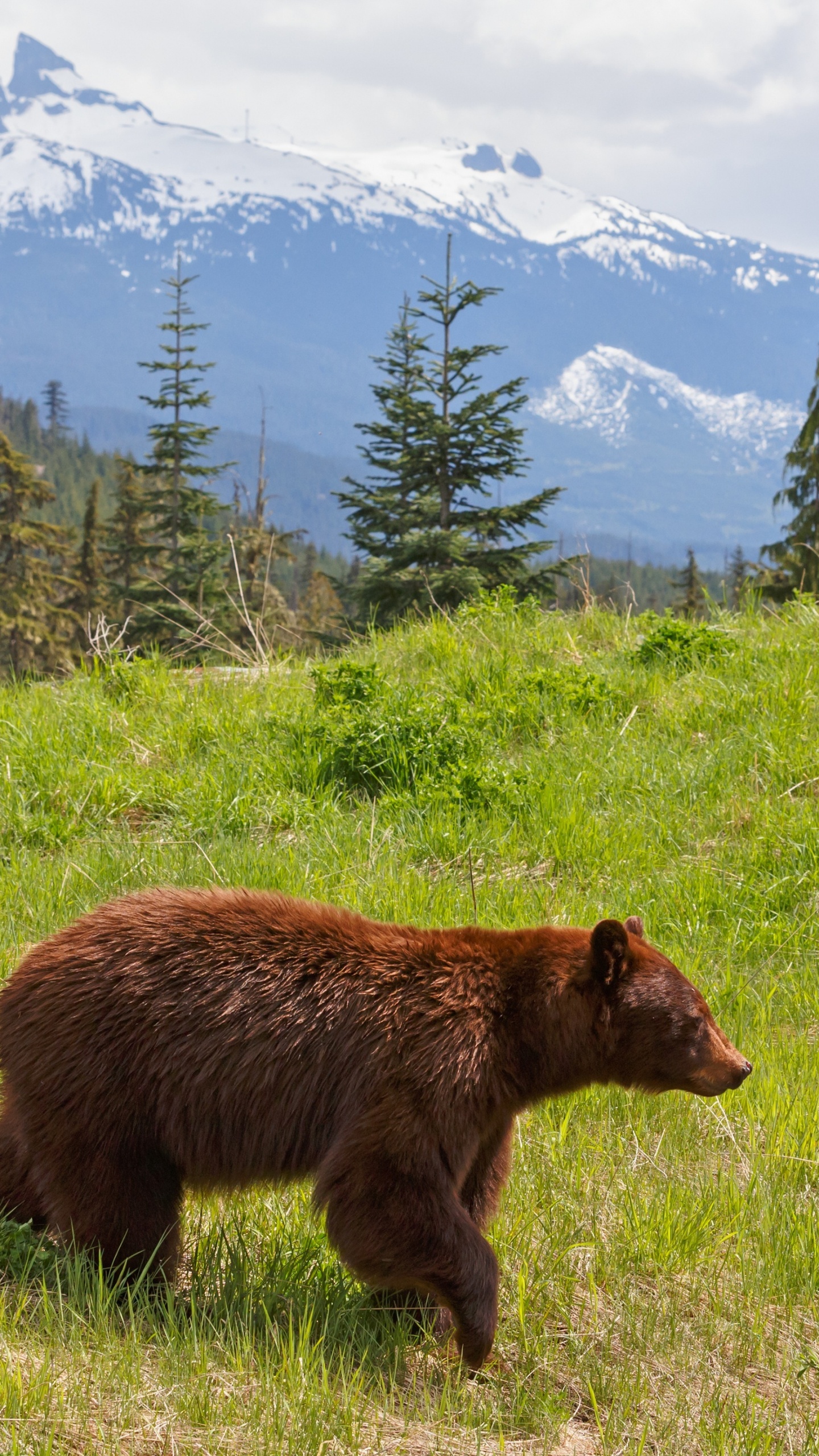 Brown Bear on Green Grass Field During Daytime. Wallpaper in 1440x2560 Resolution