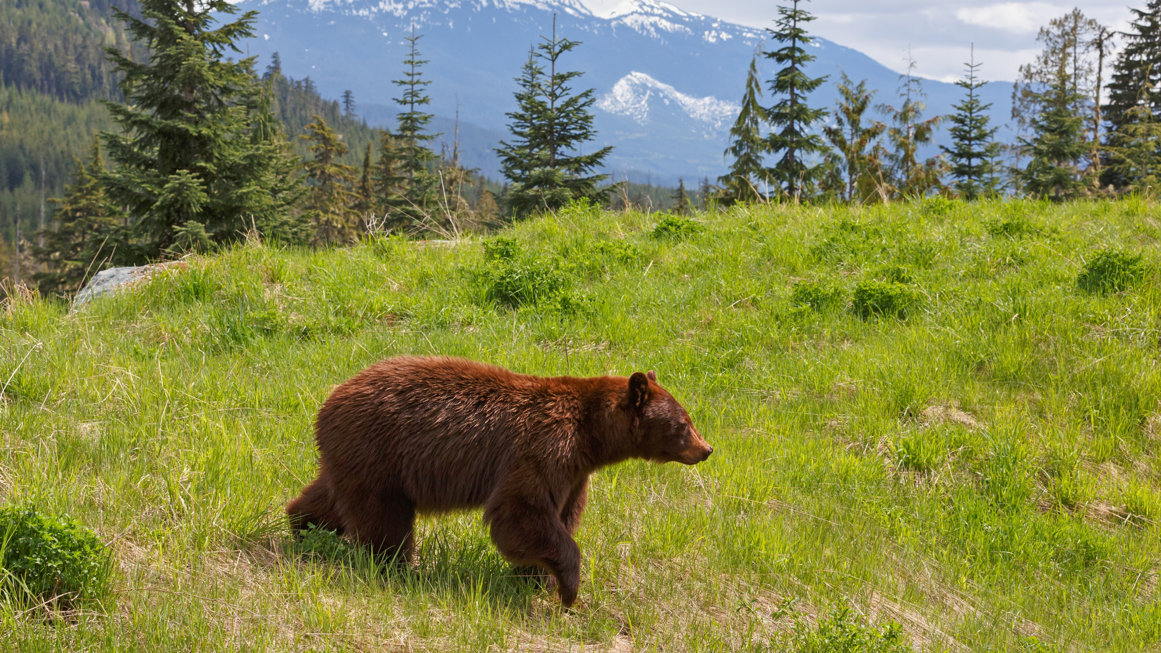 Brown Bear on Green Grass Field During Daytime. Wallpaper in 3840x2160 Resolution