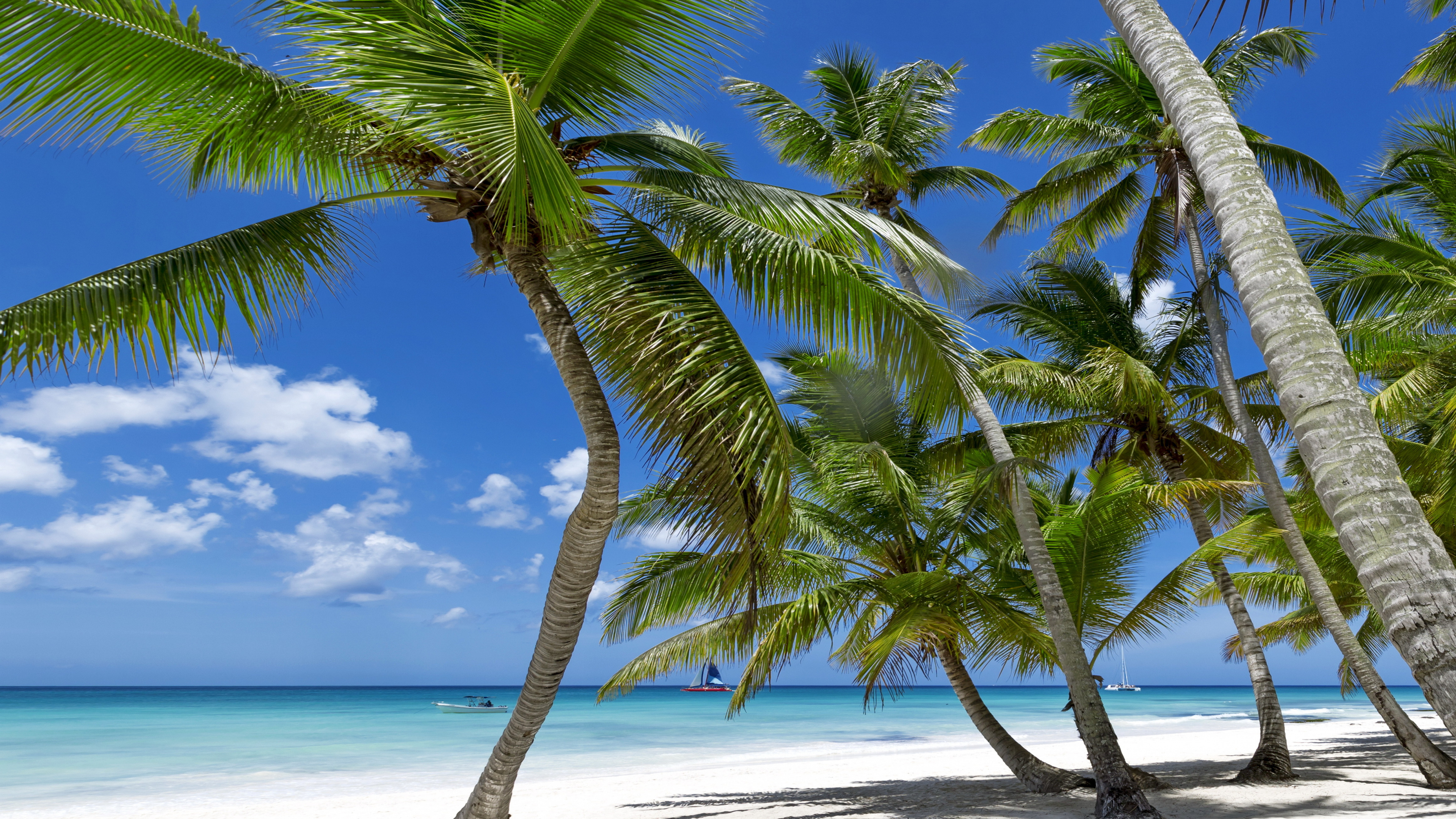 Palmera Verde en la Playa de Arena Blanca Durante el Día. Wallpaper in 3840x2160 Resolution
