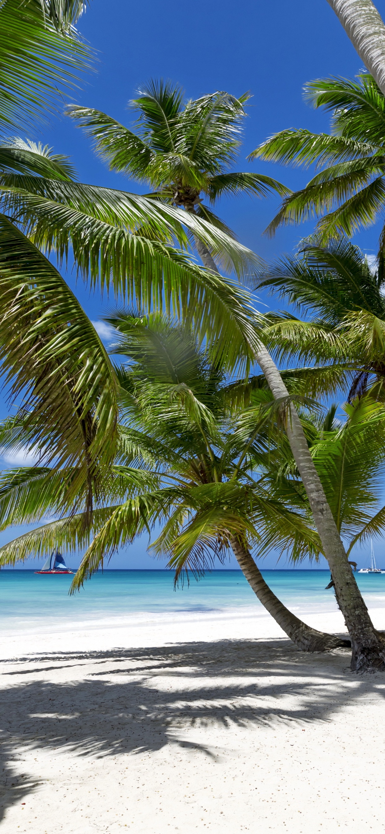 Green Palm Tree on White Sand Beach During Daytime. Wallpaper in 1242x2688 Resolution