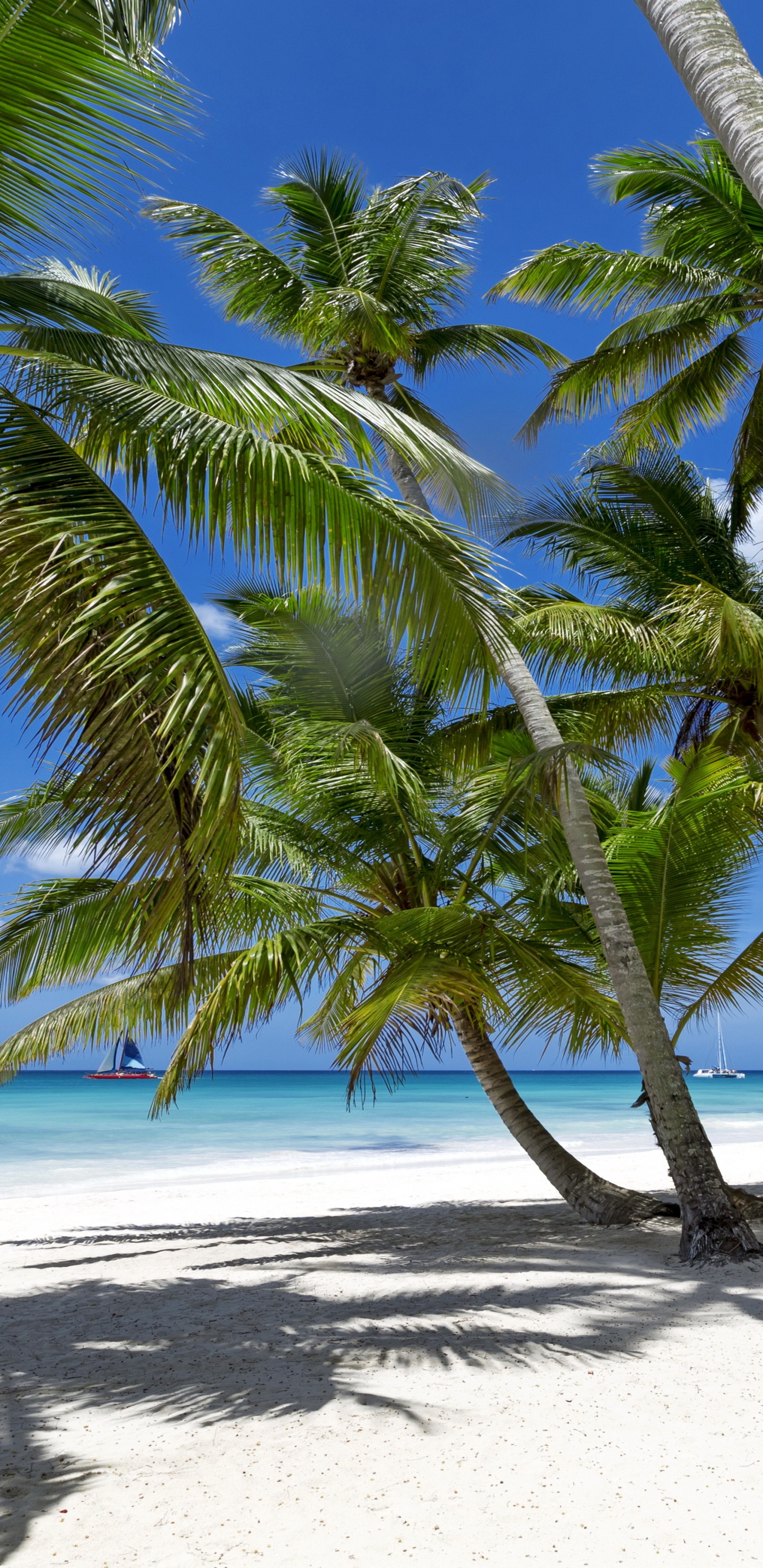 Green Palm Tree on White Sand Beach During Daytime. Wallpaper in 1440x2960 Resolution