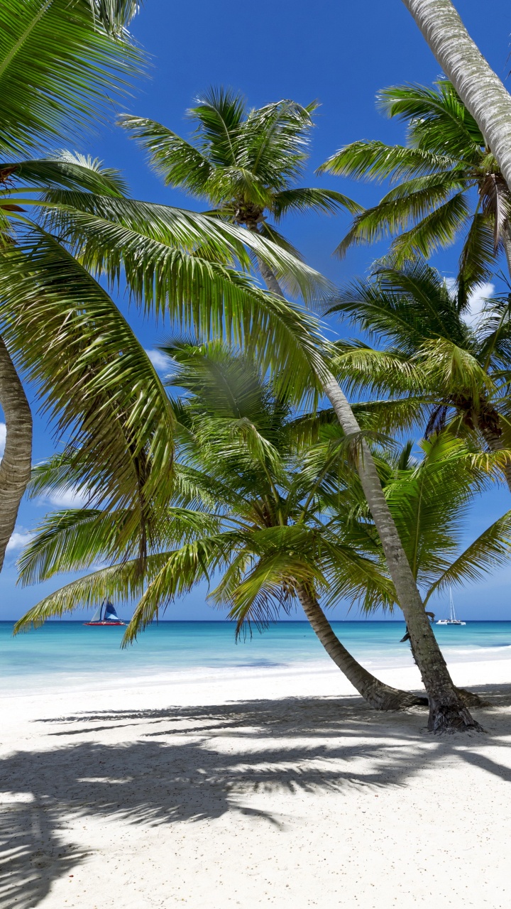 Green Palm Tree on White Sand Beach During Daytime. Wallpaper in 720x1280 Resolution