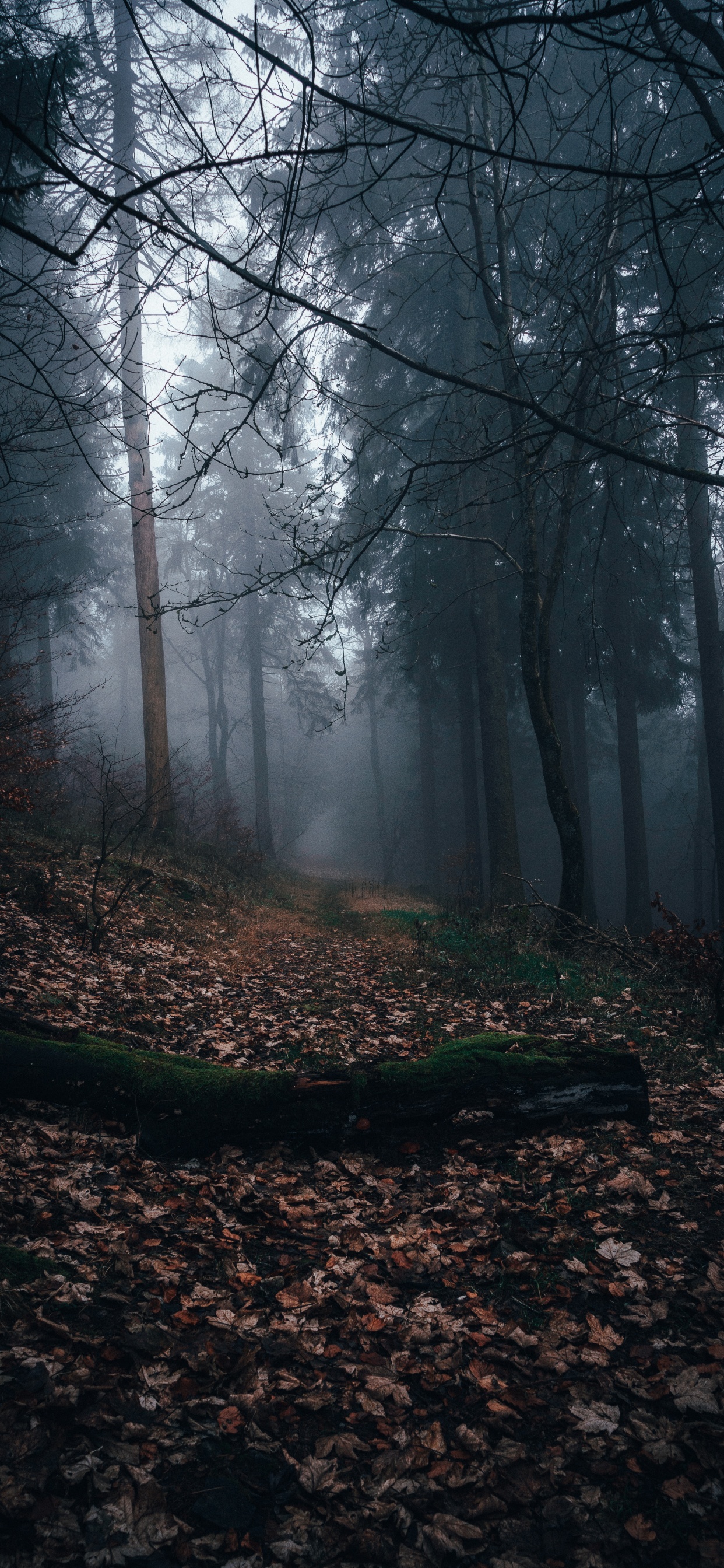 Autumn, Sunlight, Woodland, Mist, Nature. Wallpaper in 1242x2688 Resolution