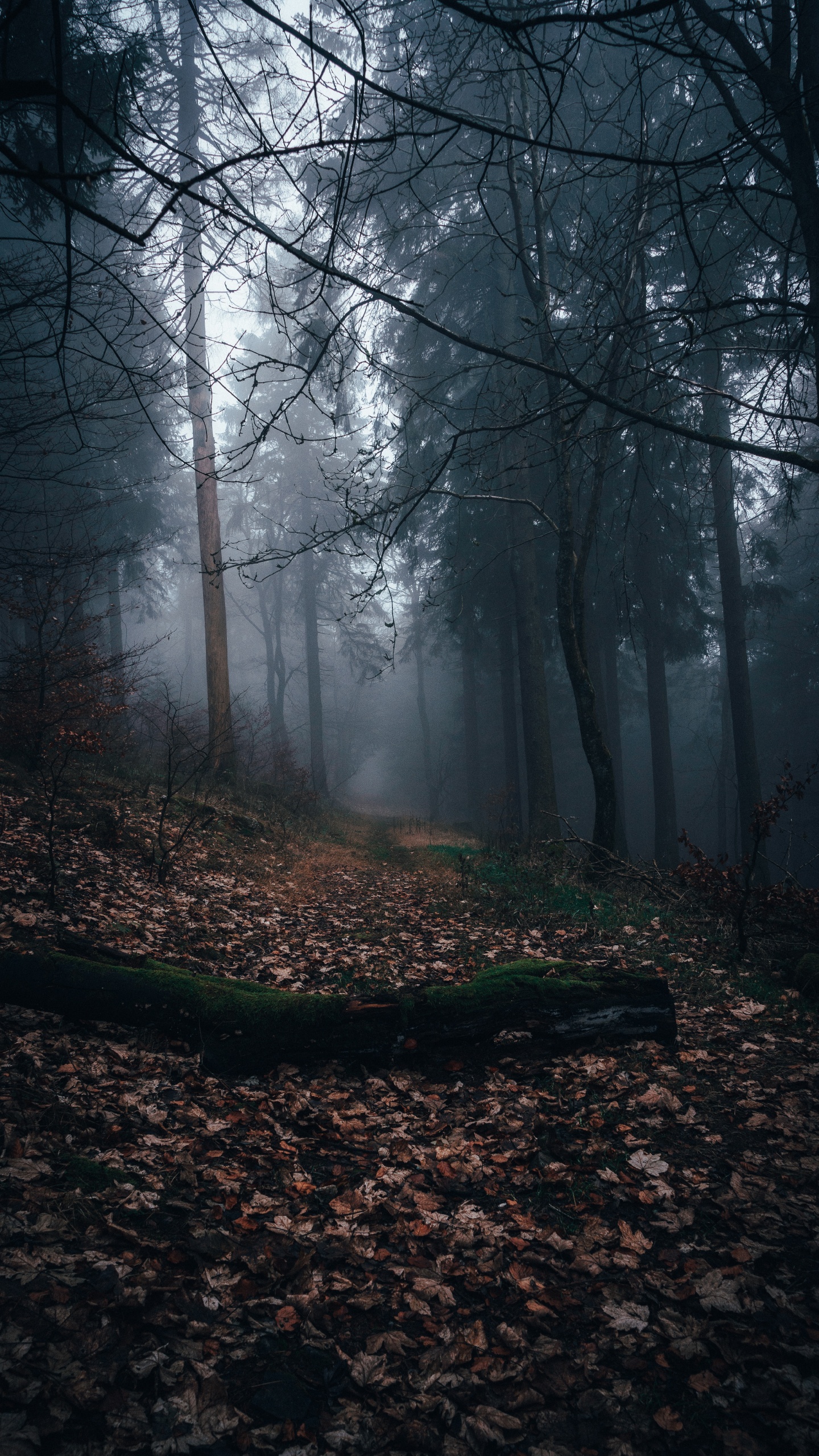 Autumn, Sunlight, Woodland, Mist, Nature. Wallpaper in 1440x2560 Resolution