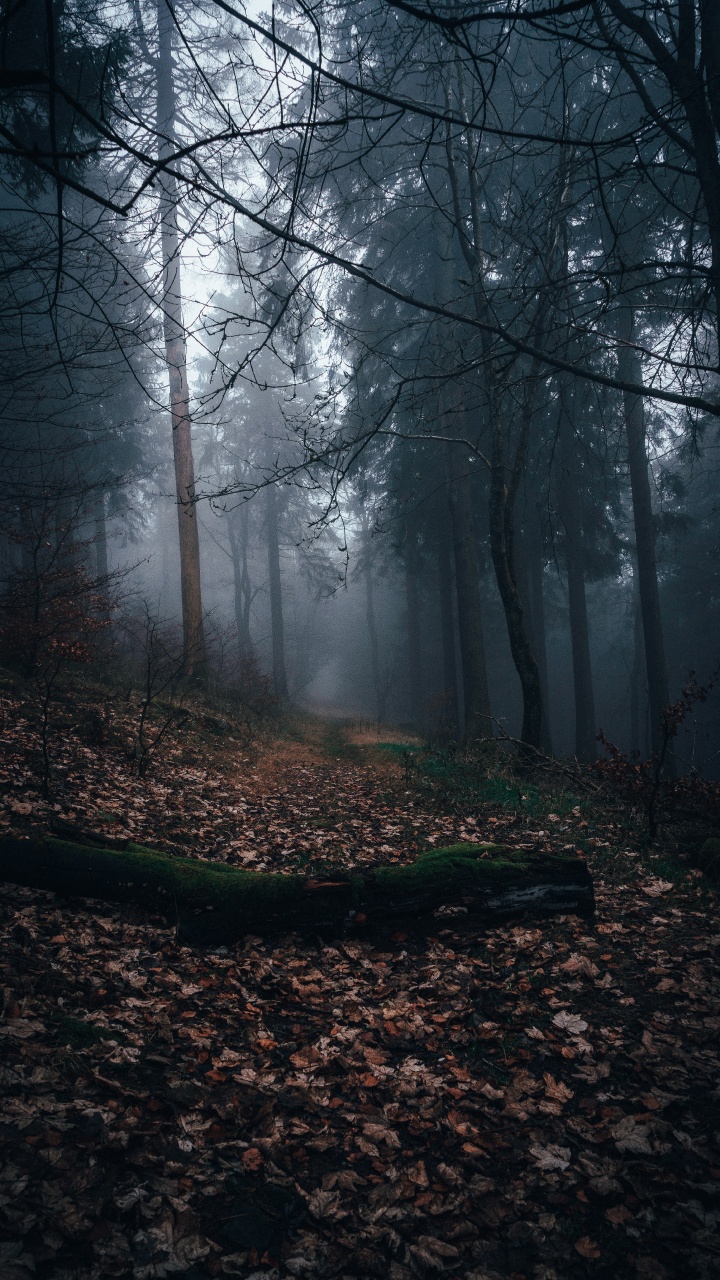 Autumn, Sunlight, Woodland, Mist, Nature. Wallpaper in 720x1280 Resolution