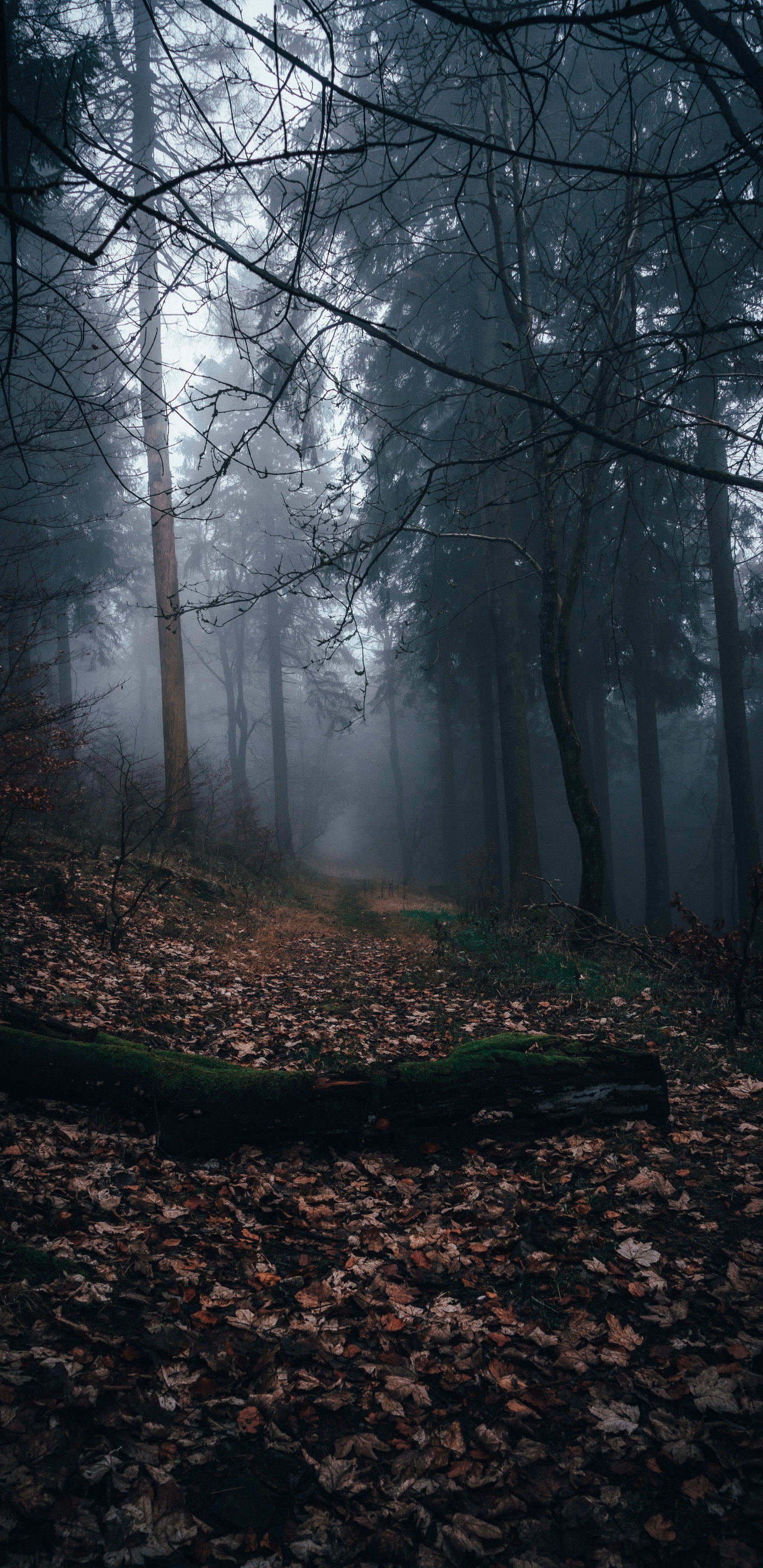 Herbst, Sonnenlicht, Natur, Den Alten Wald, Natürlichen Umgebung. Wallpaper in 1440x2960 Resolution