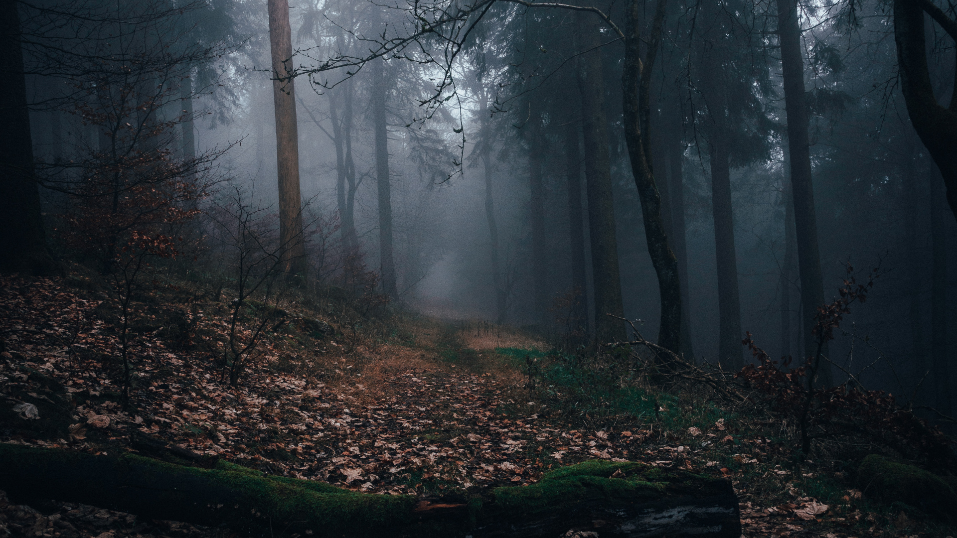 Herbst, Sonnenlicht, Natur, Den Alten Wald, Natürlichen Umgebung. Wallpaper in 1920x1080 Resolution