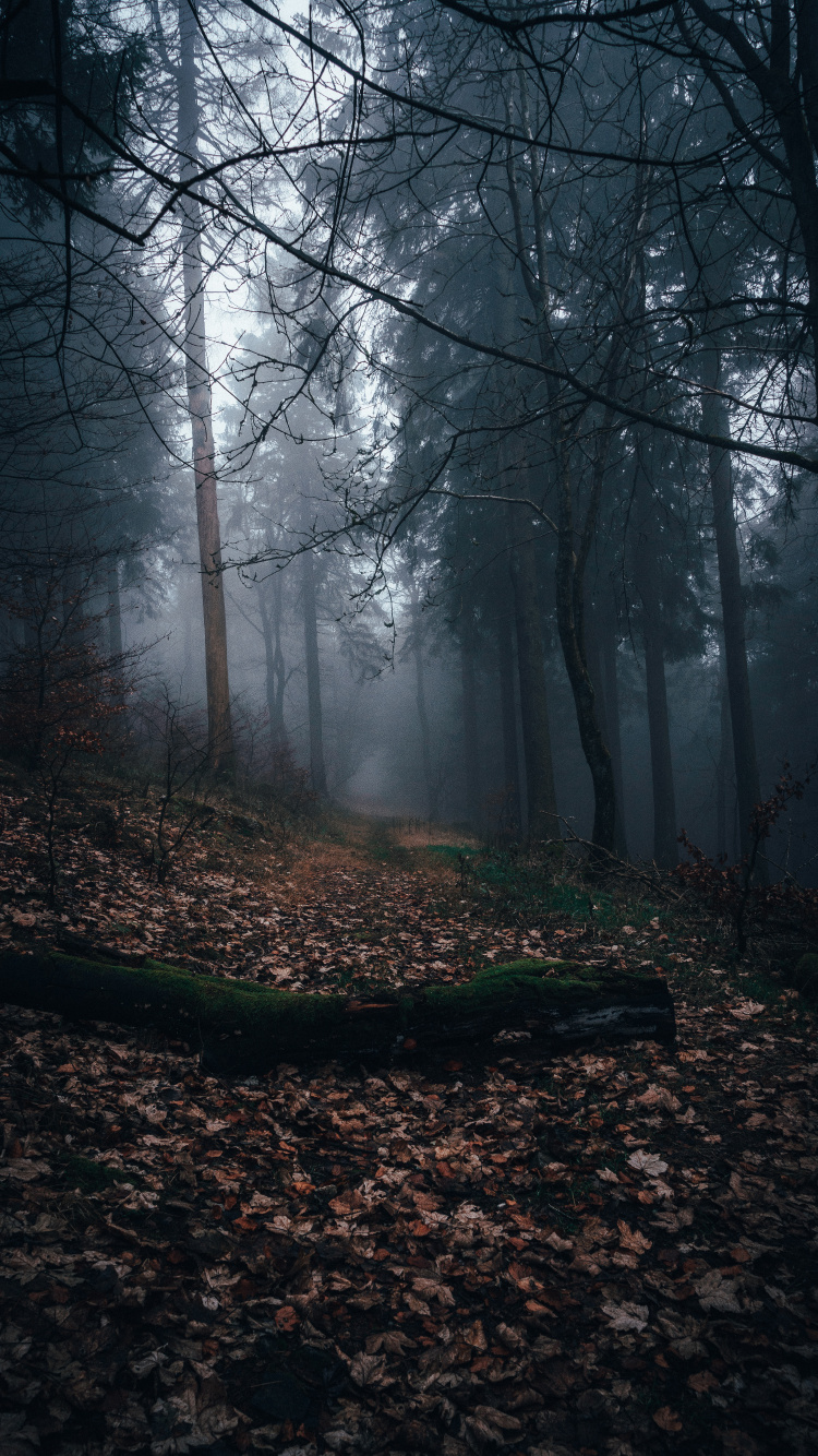 la Luz Del Sol, Bosque, Niebla, Naturaleza, Los Bosques de Viejo Crecimiento. Wallpaper in 750x1334 Resolution