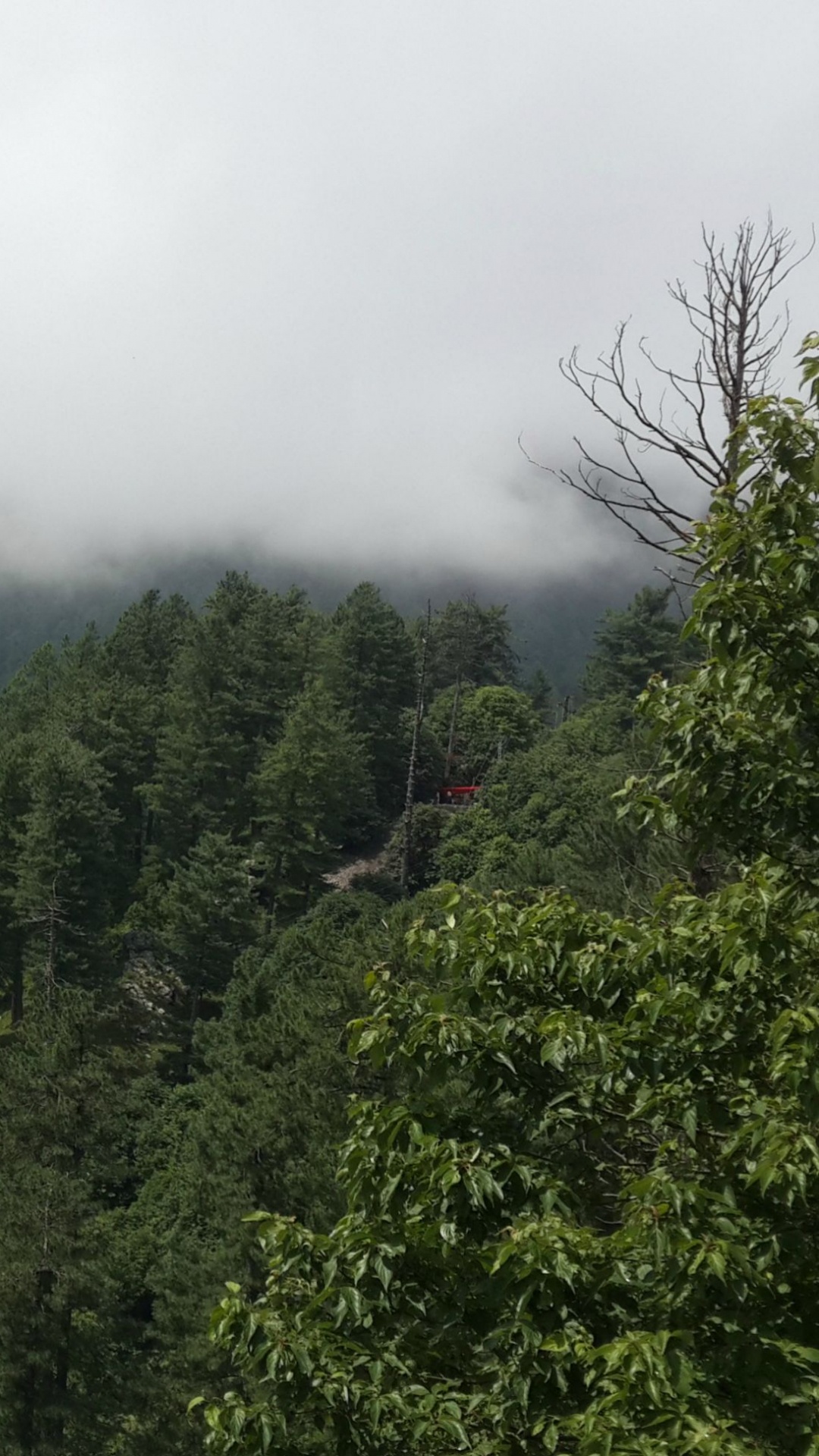 Green Trees on Mountain During Daytime. Wallpaper in 1080x1920 Resolution