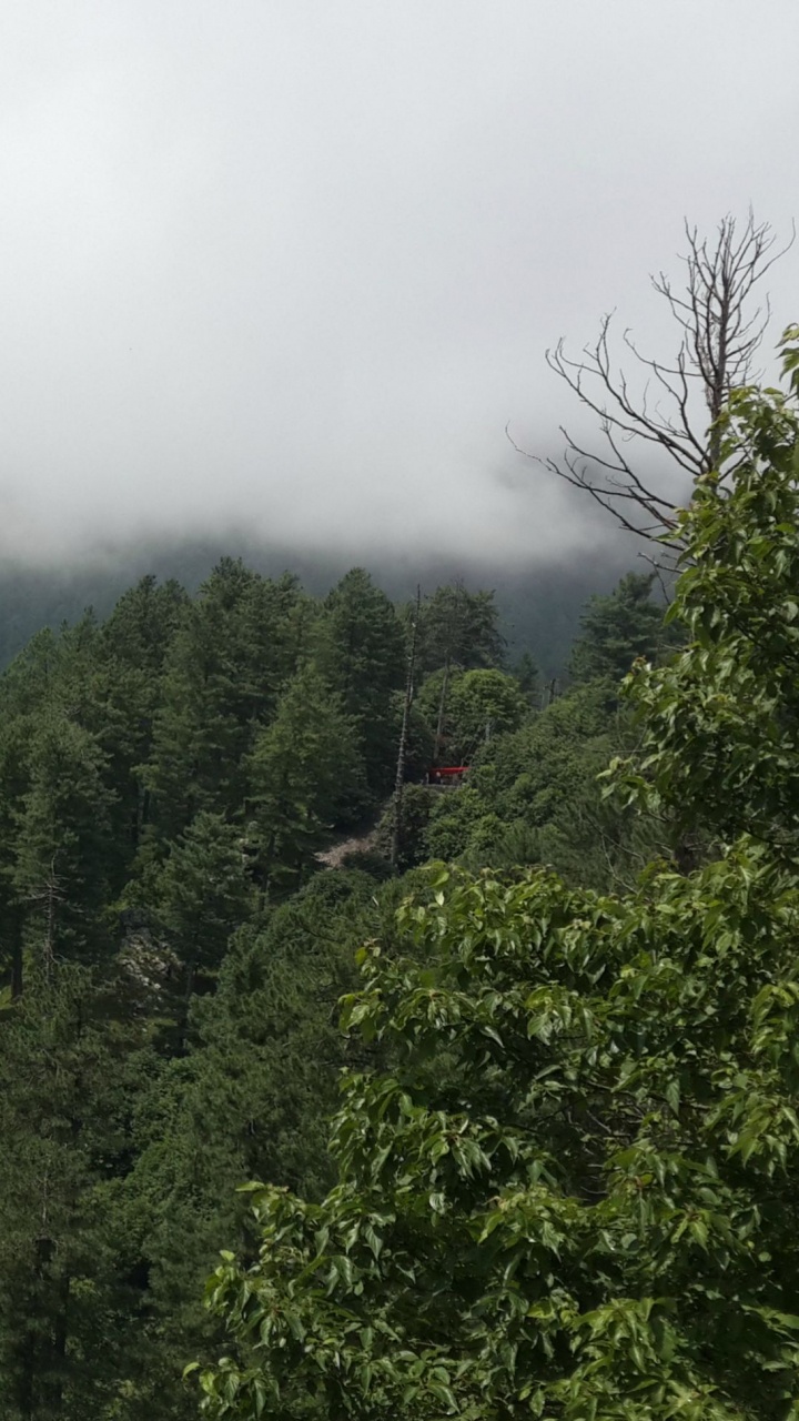 Green Trees on Mountain During Daytime. Wallpaper in 720x1280 Resolution