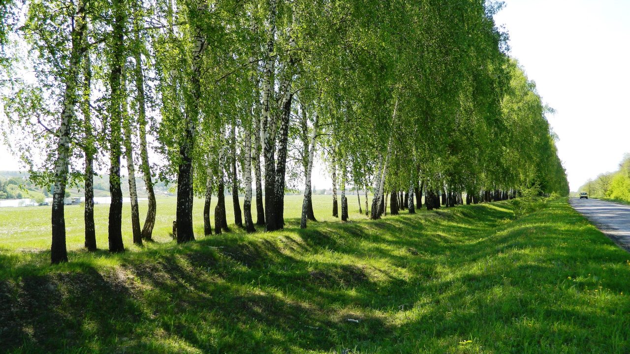 Champ D'herbe Verte Avec Des Arbres. Wallpaper in 1280x720 Resolution