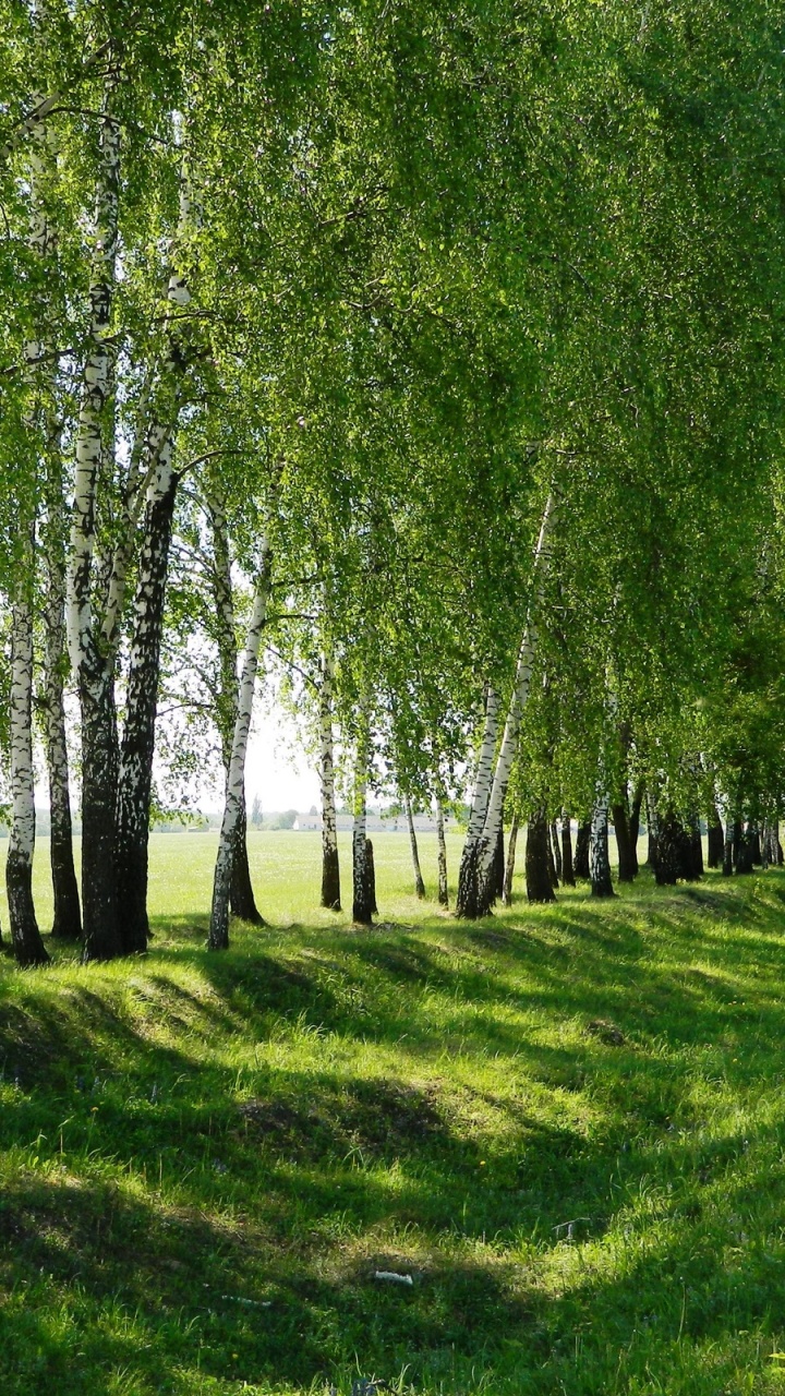 Champ D'herbe Verte Avec Des Arbres. Wallpaper in 720x1280 Resolution