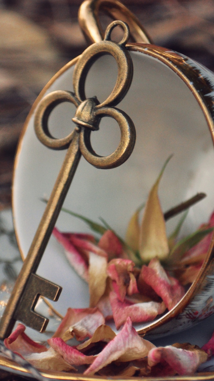 Plant, Christmas Ornament, Ornament, Twig, Holiday Ornament. Wallpaper in 720x1280 Resolution