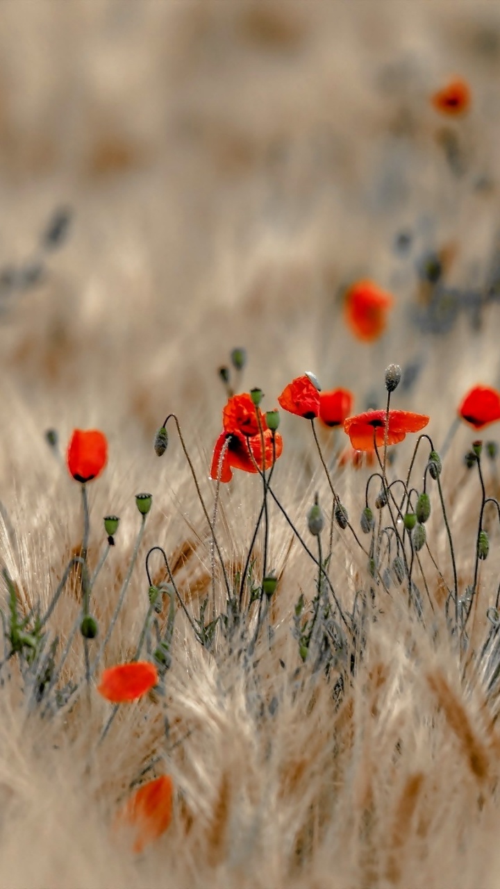 Rote Und Weiße Blumen Auf Brauner Wiese. Wallpaper in 720x1280 Resolution